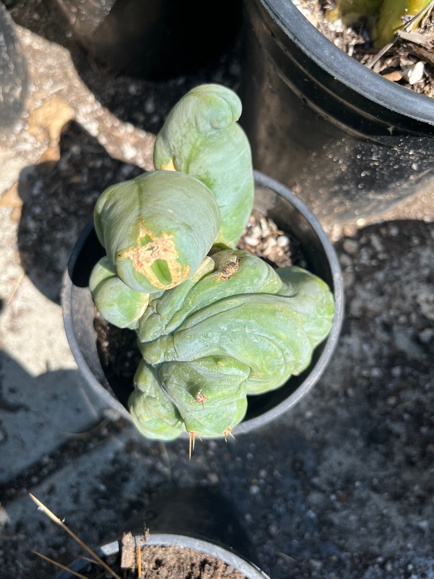 4” tall T. Bridgesii Monstrose Crest cutting