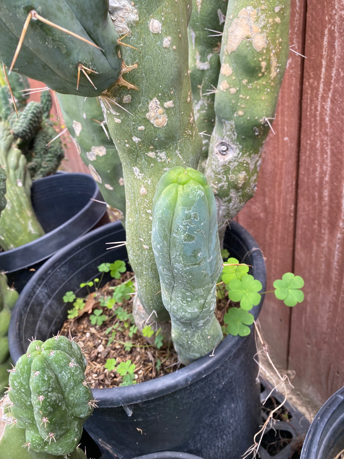 12” T. Bridgesii Monstrose Melted Wax cutting B29