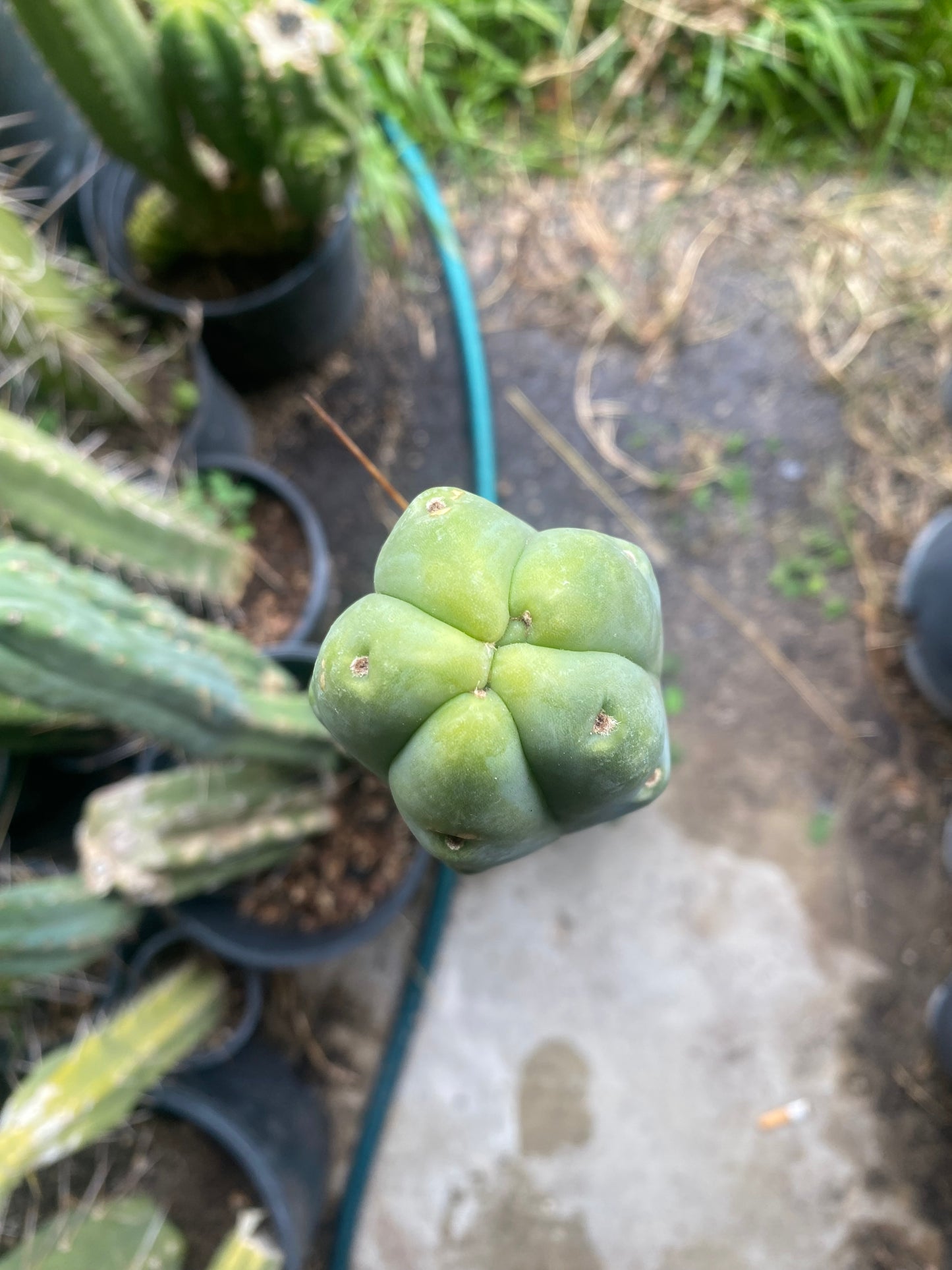 22” San Pedro top cutting
