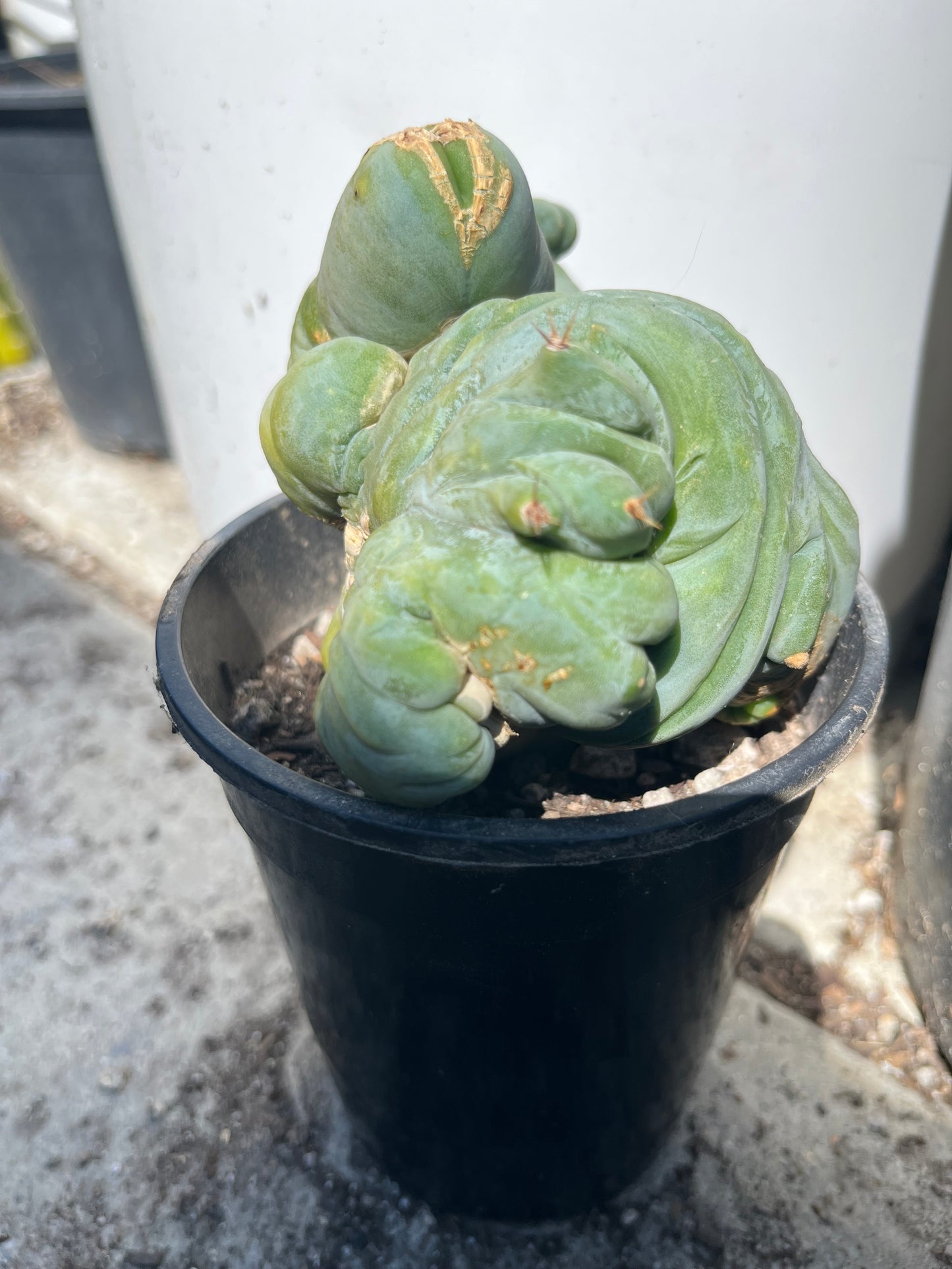 4” tall T. Bridgesii Monstrose Crest cutting