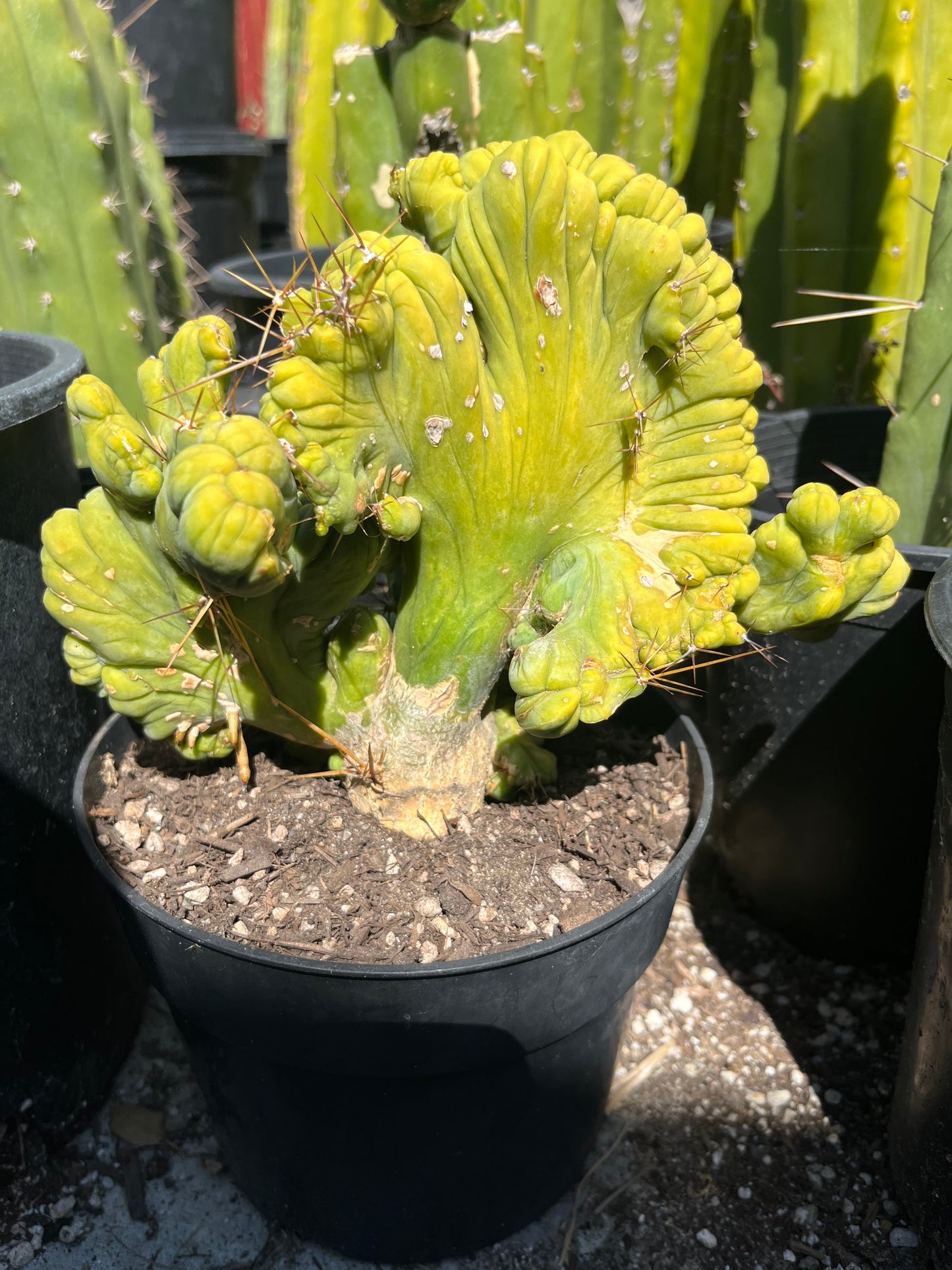 8 1/2” wide T. Bridgesii Monstrose Crest cutting with roots showing