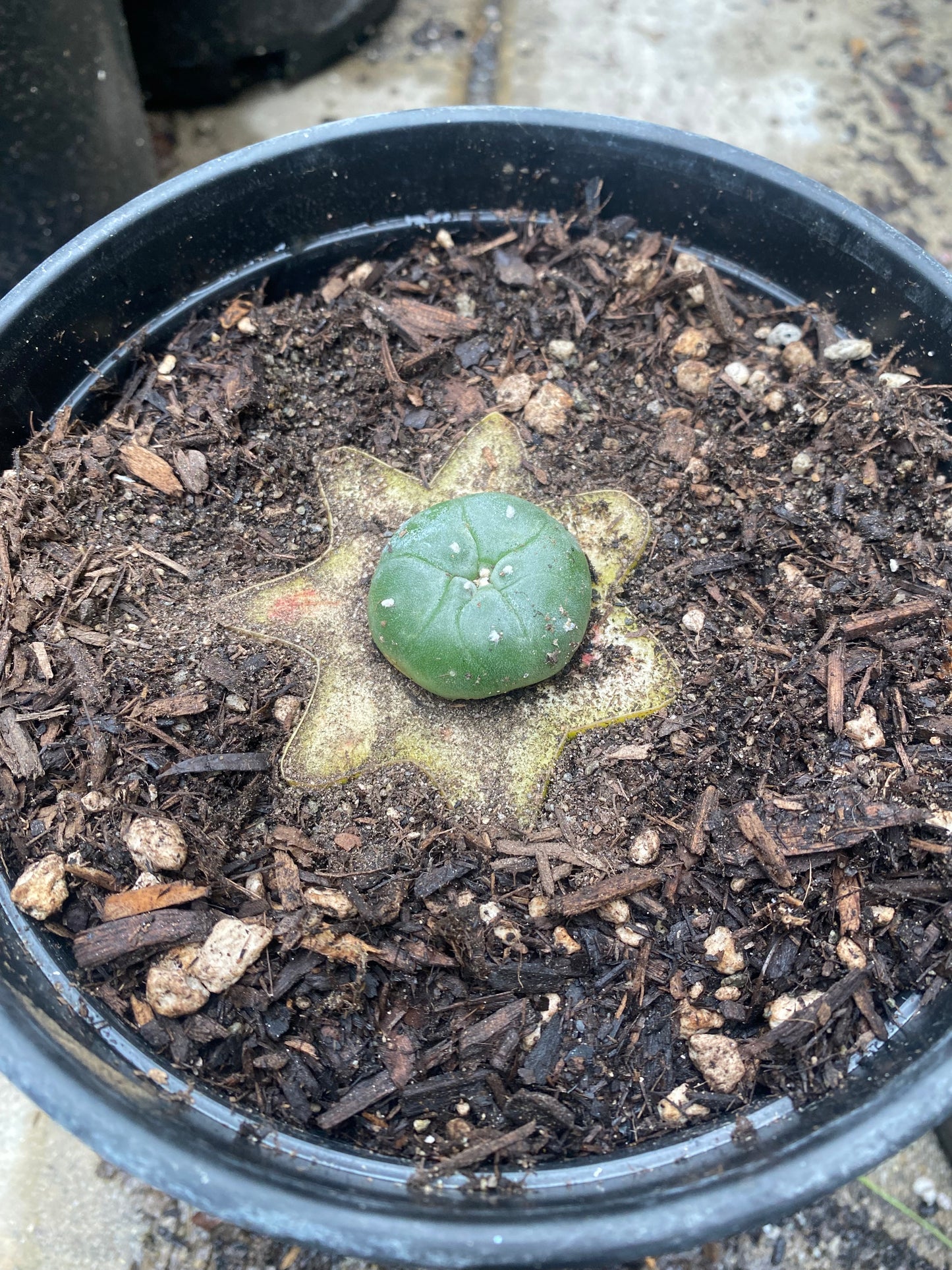 1.25” Grafted L Matucana Madisorium W