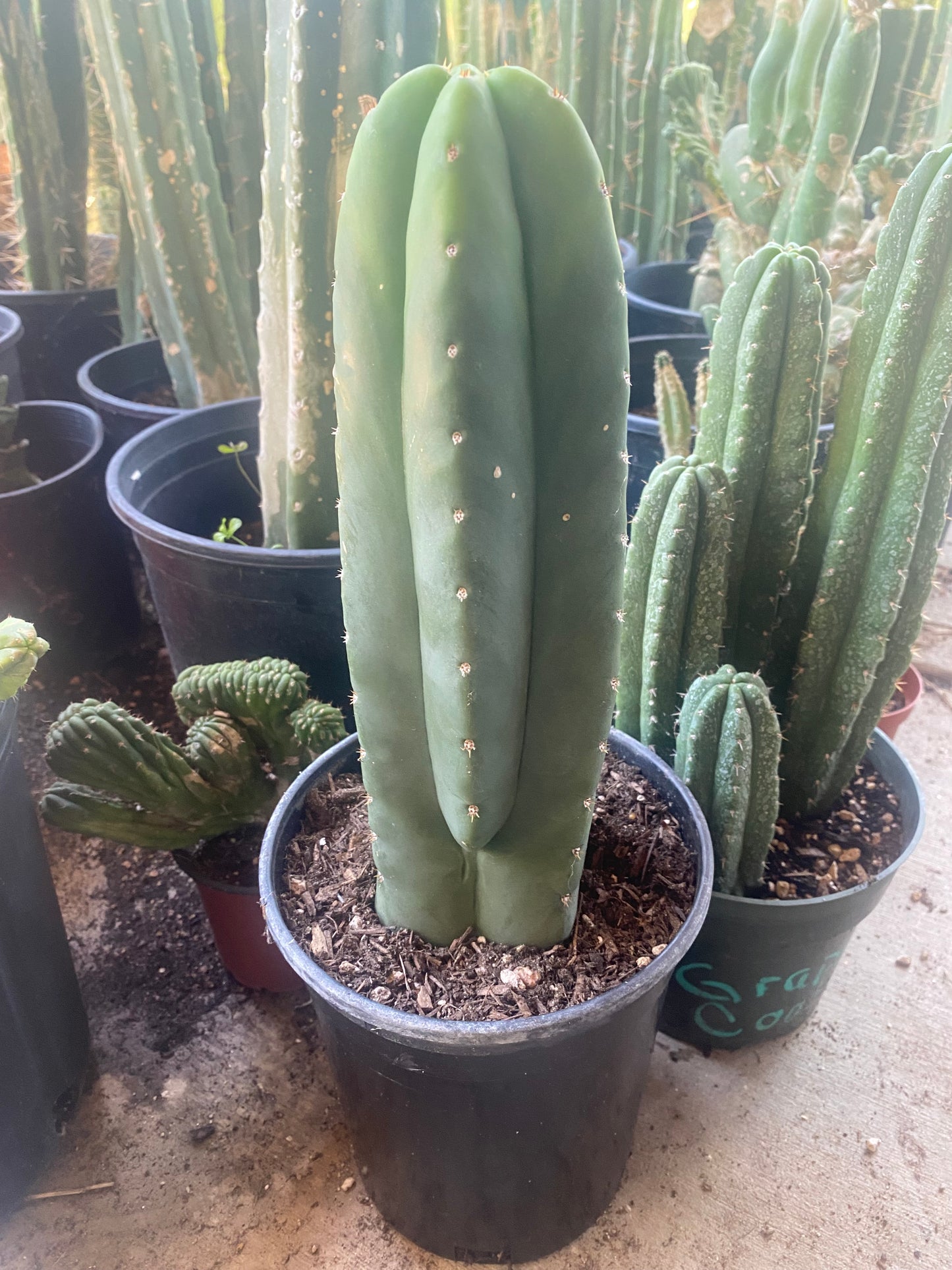 14 1/2” Huanucoensis x T. Scopulicola cutting