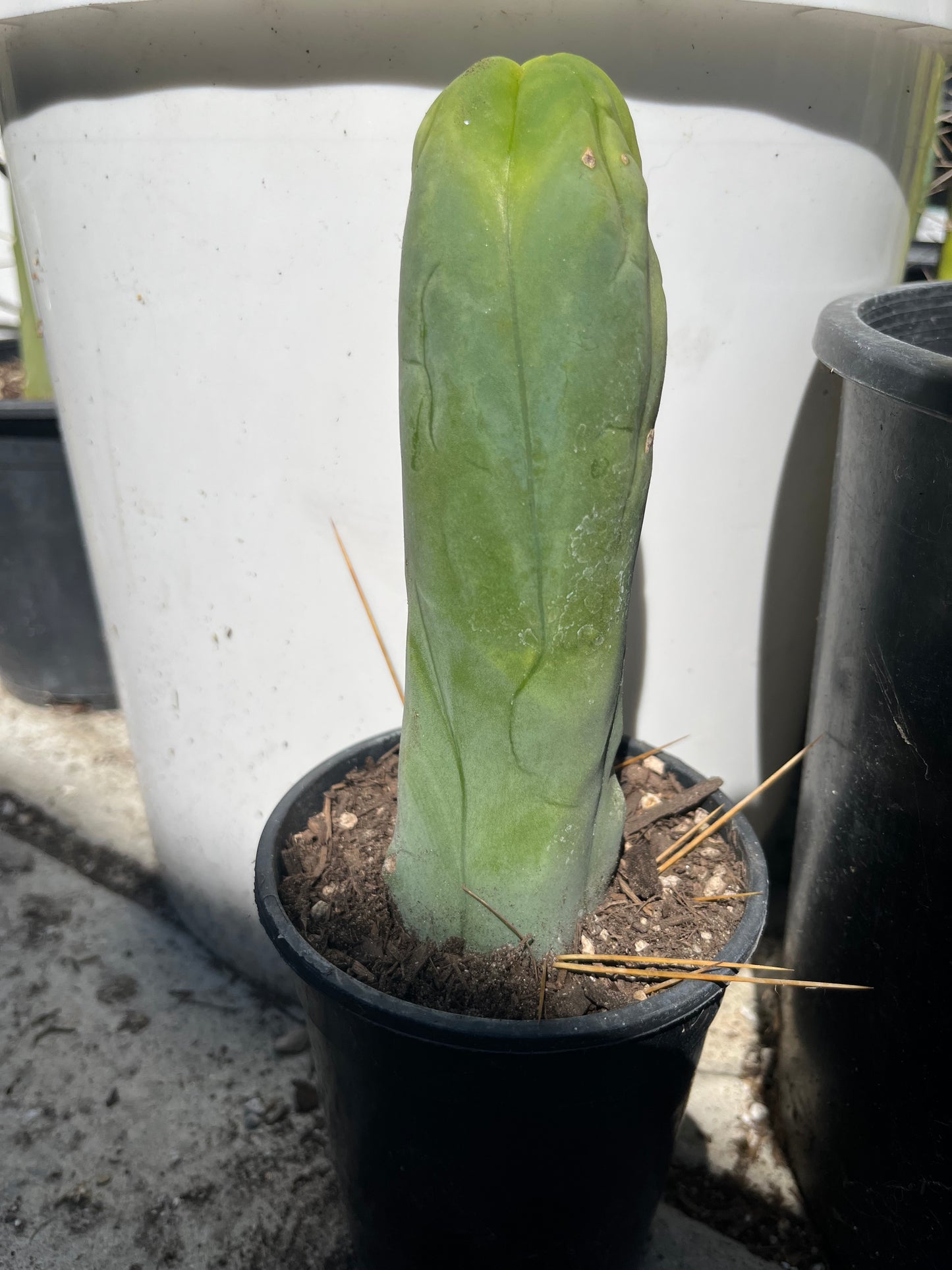 8” Bridgesii Monstrose Long or clone A cutting