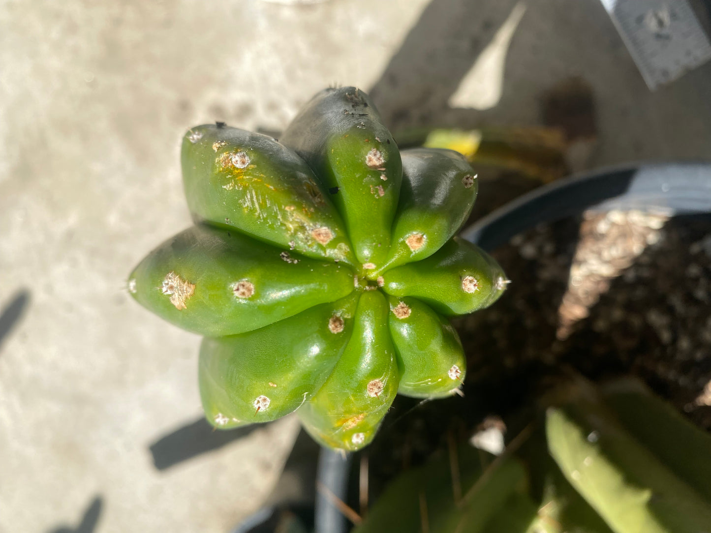 22” San Pedro top cutting