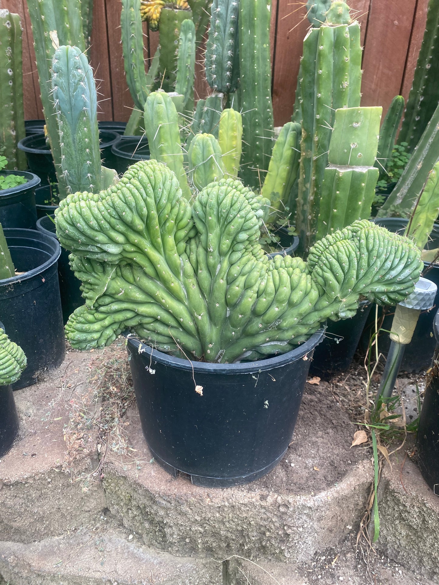 T. Pachanoi Monstrose Crest cutting