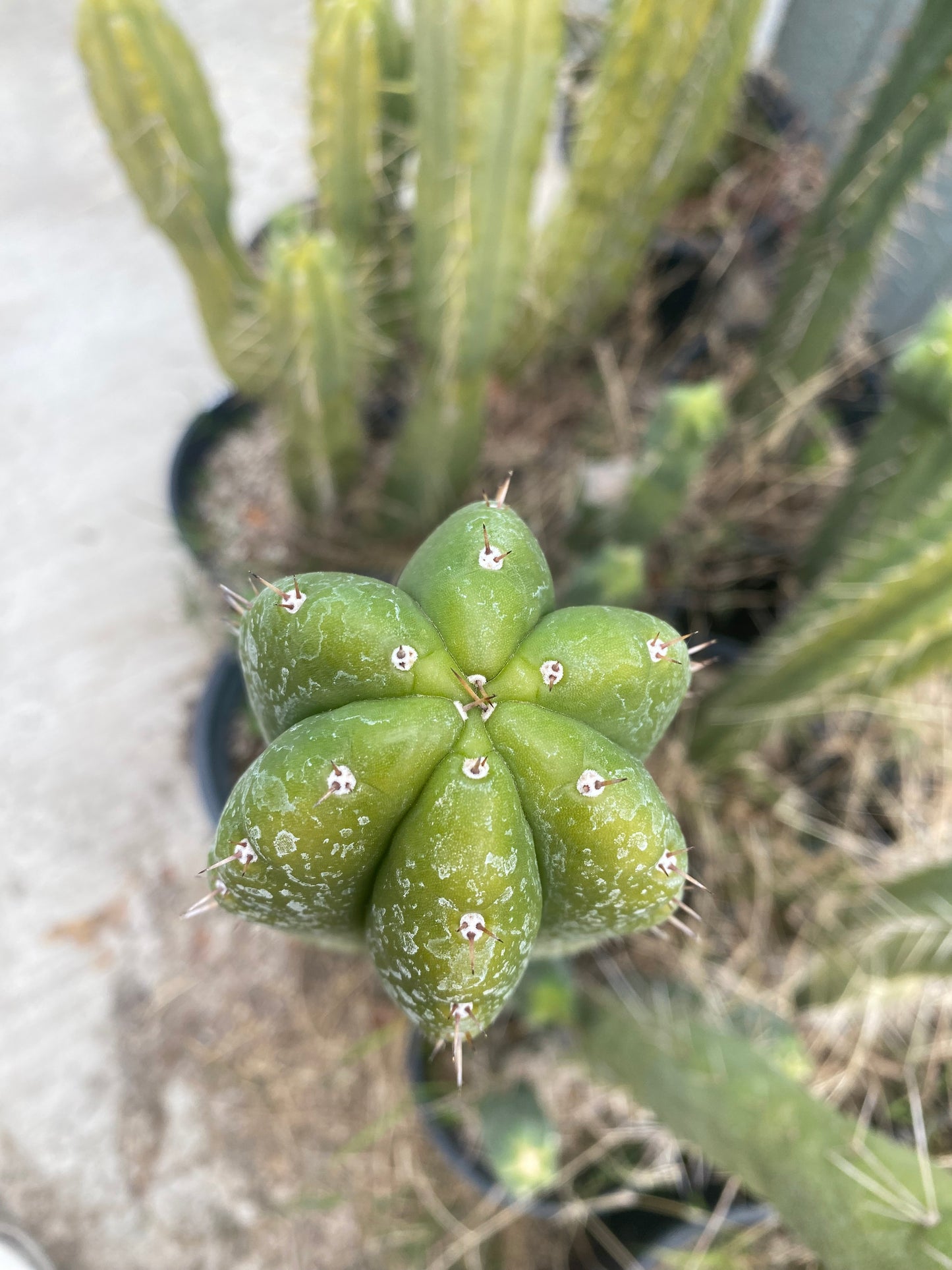 24” T. Pachanoi Monstrose Crest revert cutting