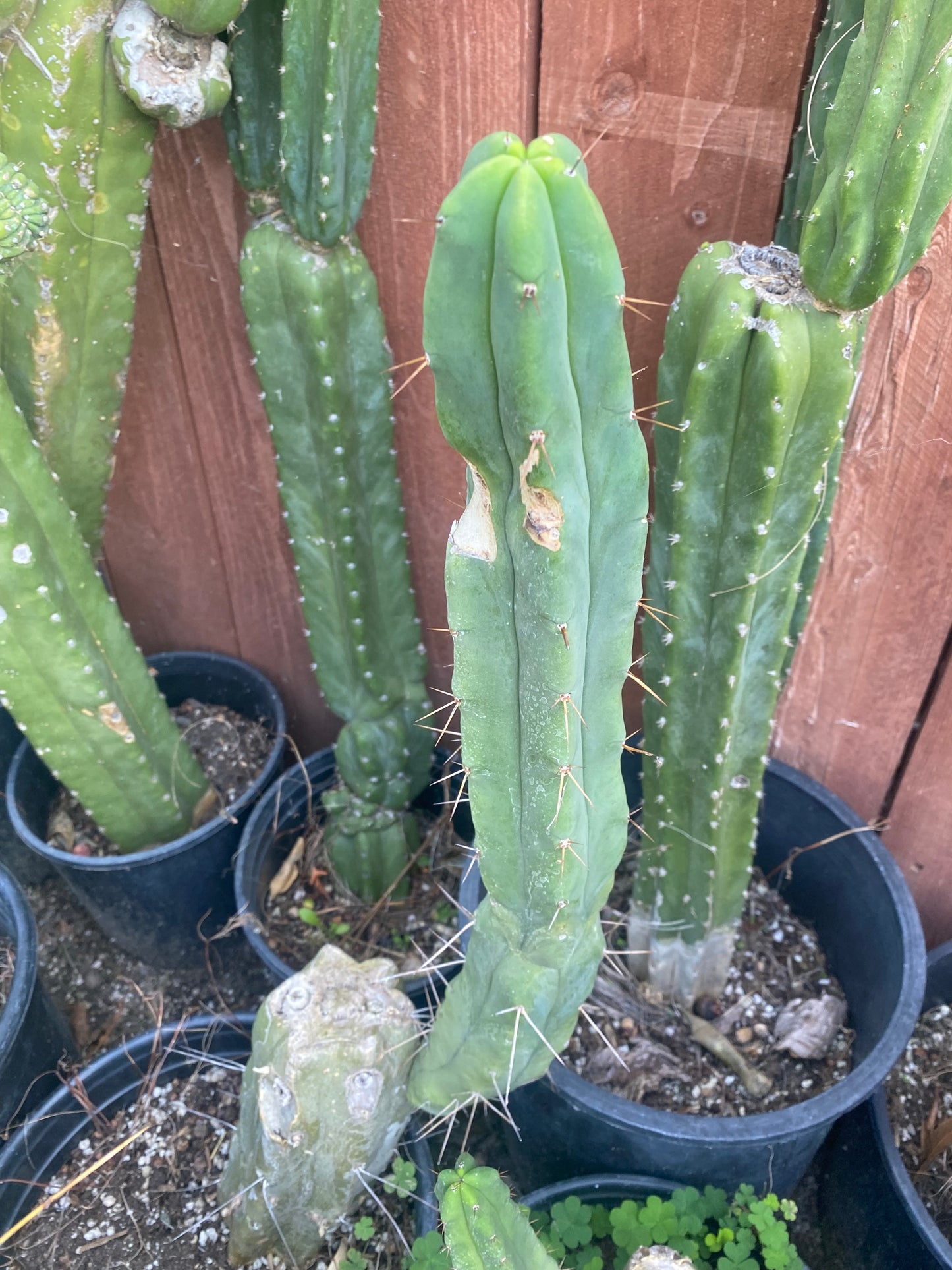 19” T. Bridgesii cutting B01