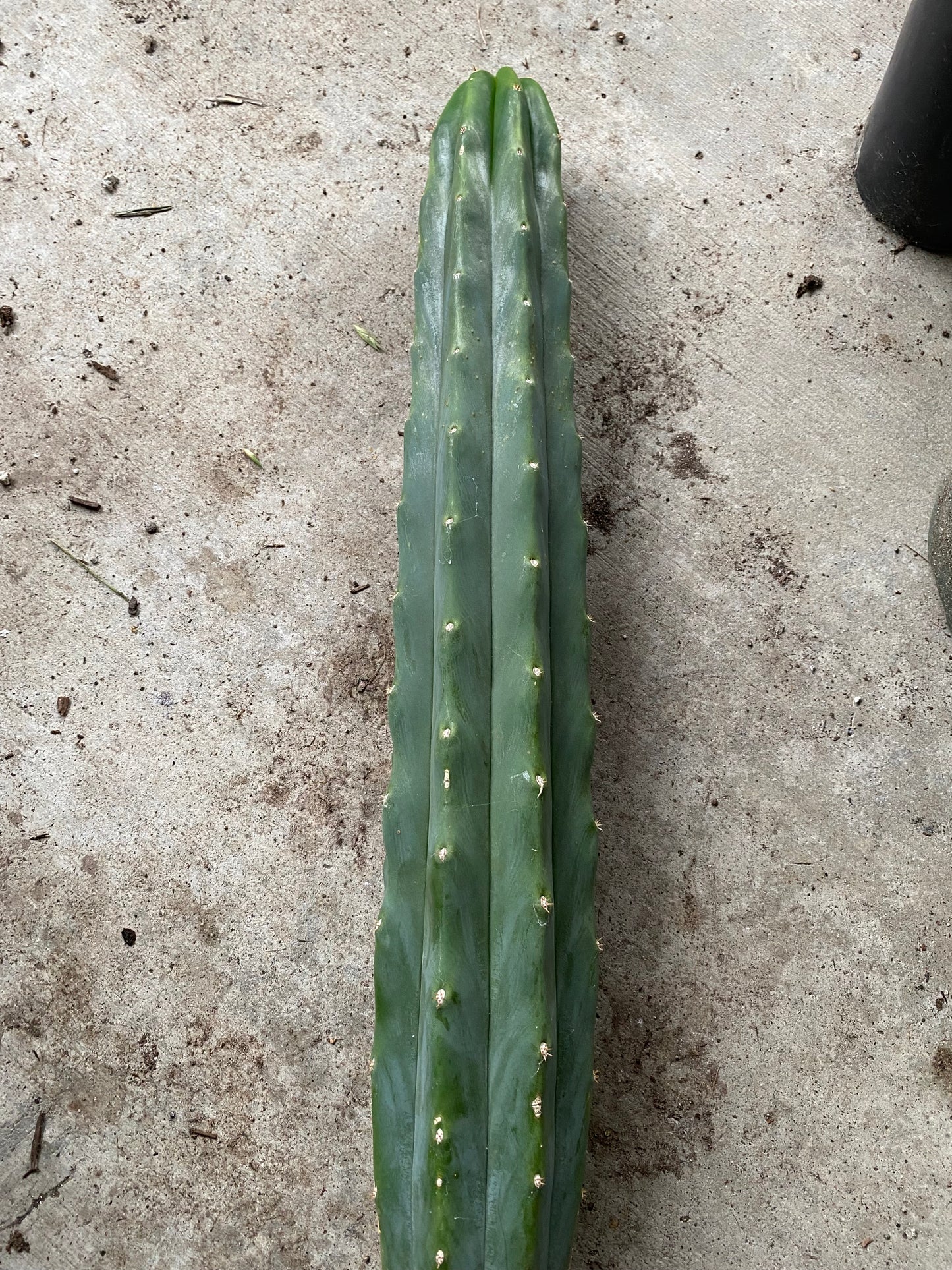 14” San Pedro top cutting