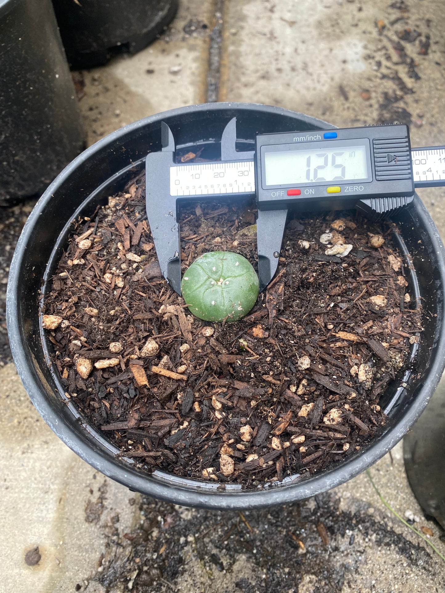 1.25” Grafted L Matucana Madisorium W