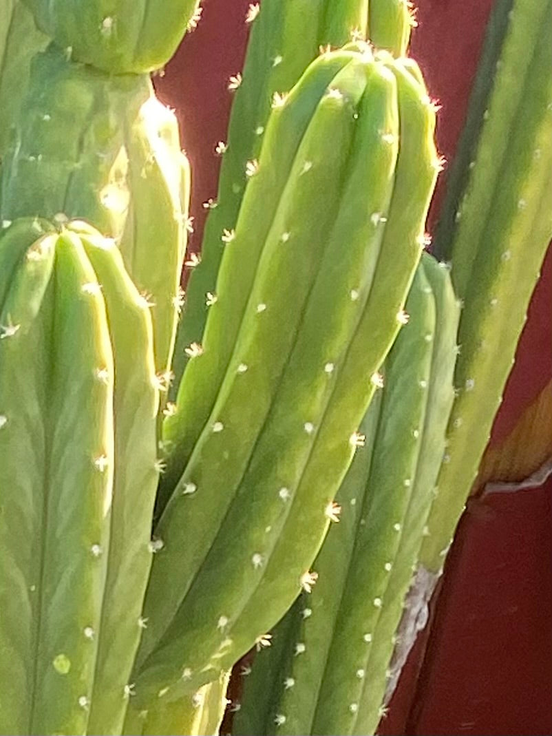 6” San Pedro top cutting