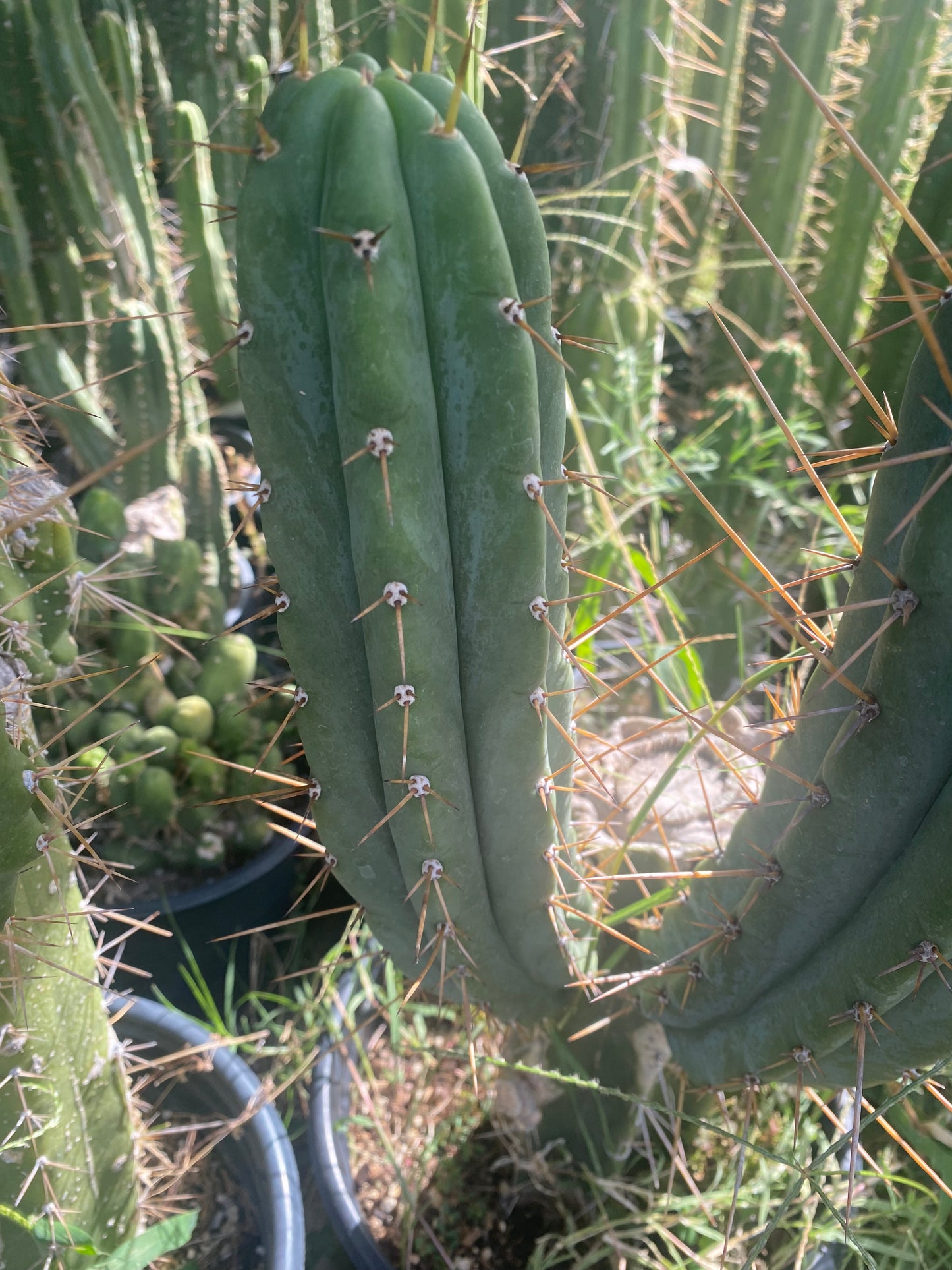 13 1/2” T. Bridgesii Oceanside cutting B19a