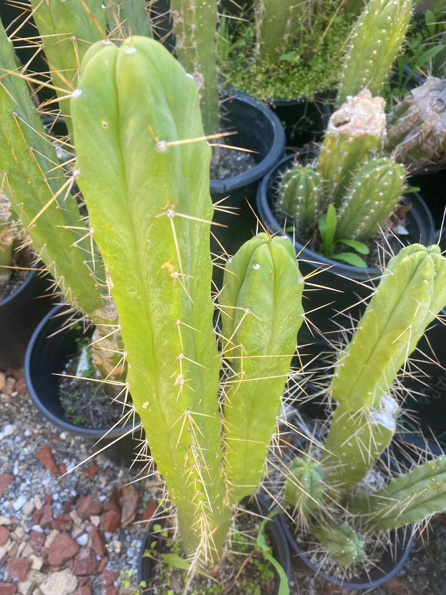 18” T. Bridgesii cutting B02