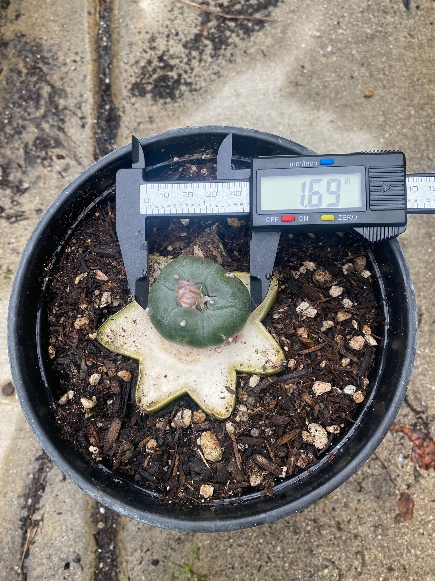 1.69” Grafted L Matucana Madisorium W