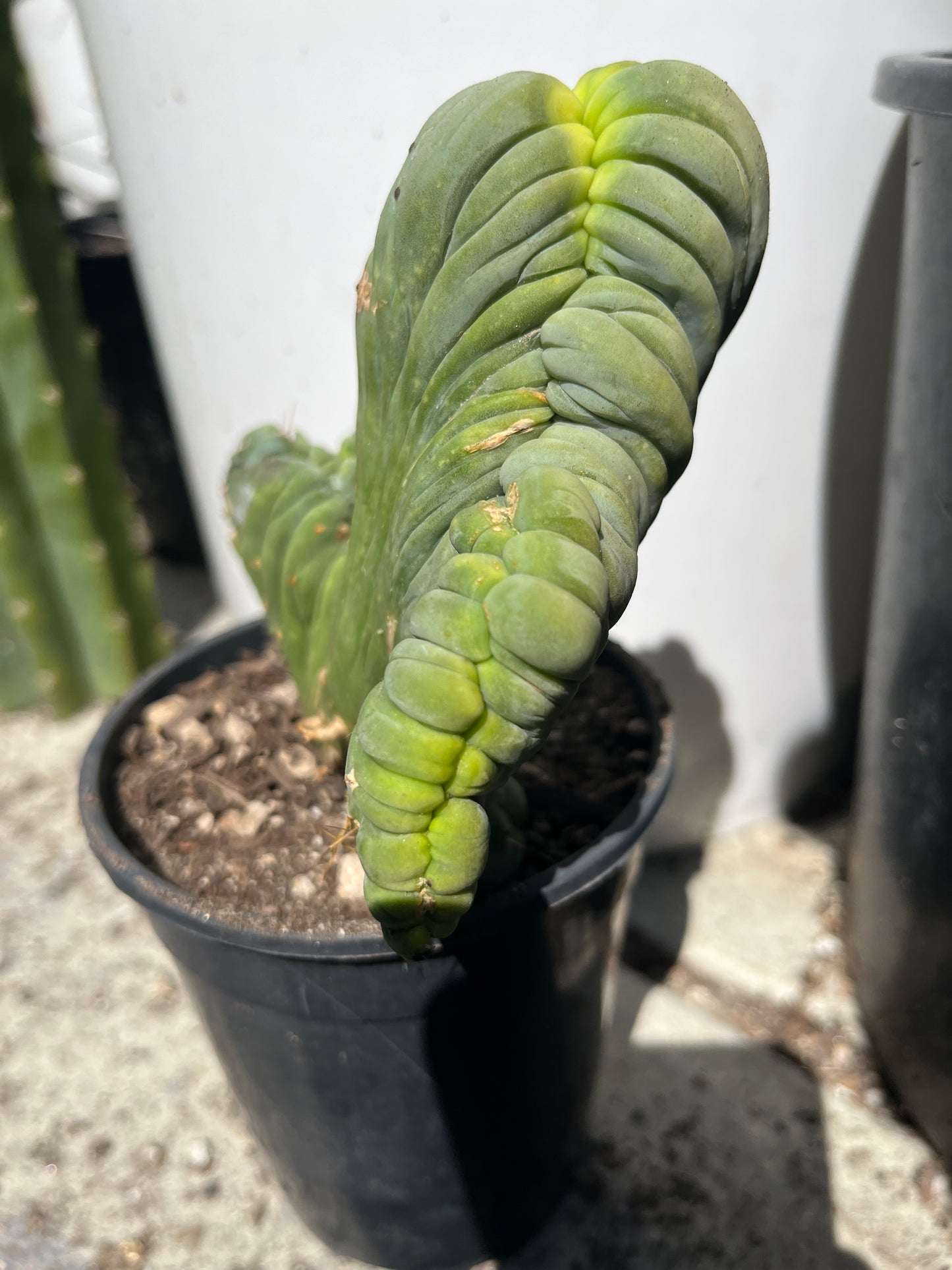 6” tall T. Bridgesii Monstrose Crest cutting