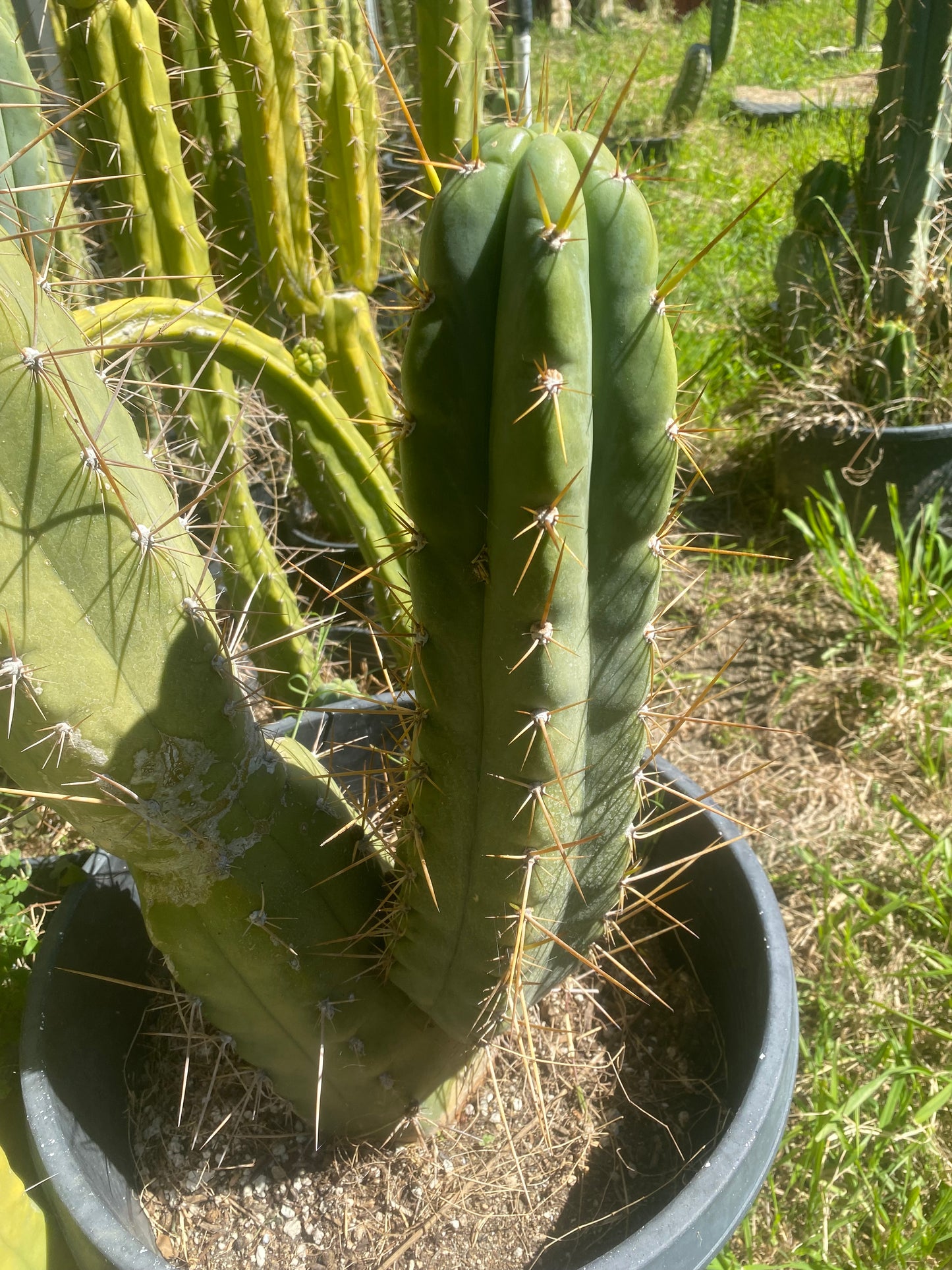16” T. Peruvianus Rahuapampa