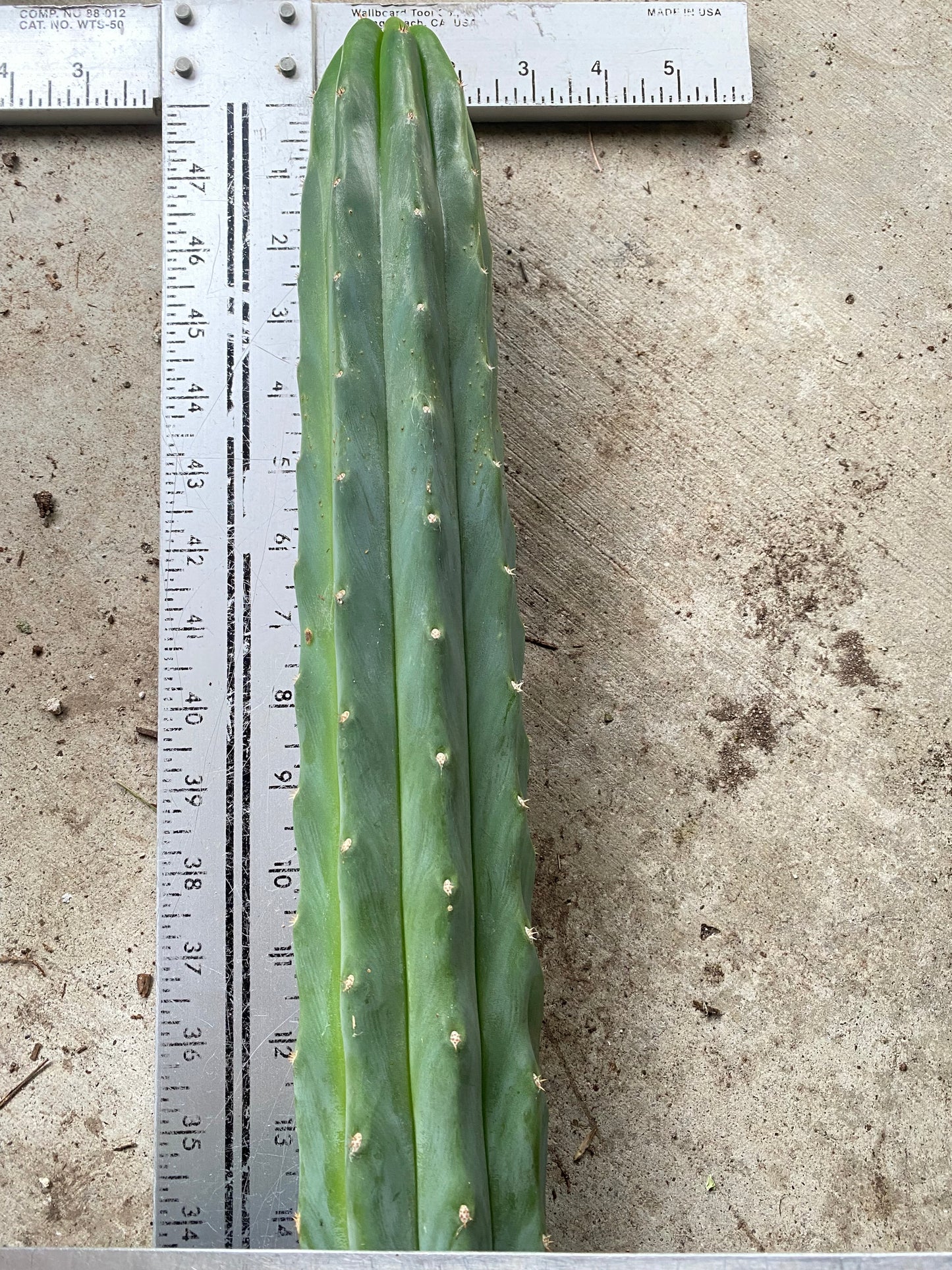 14” San Pedro top cutting
