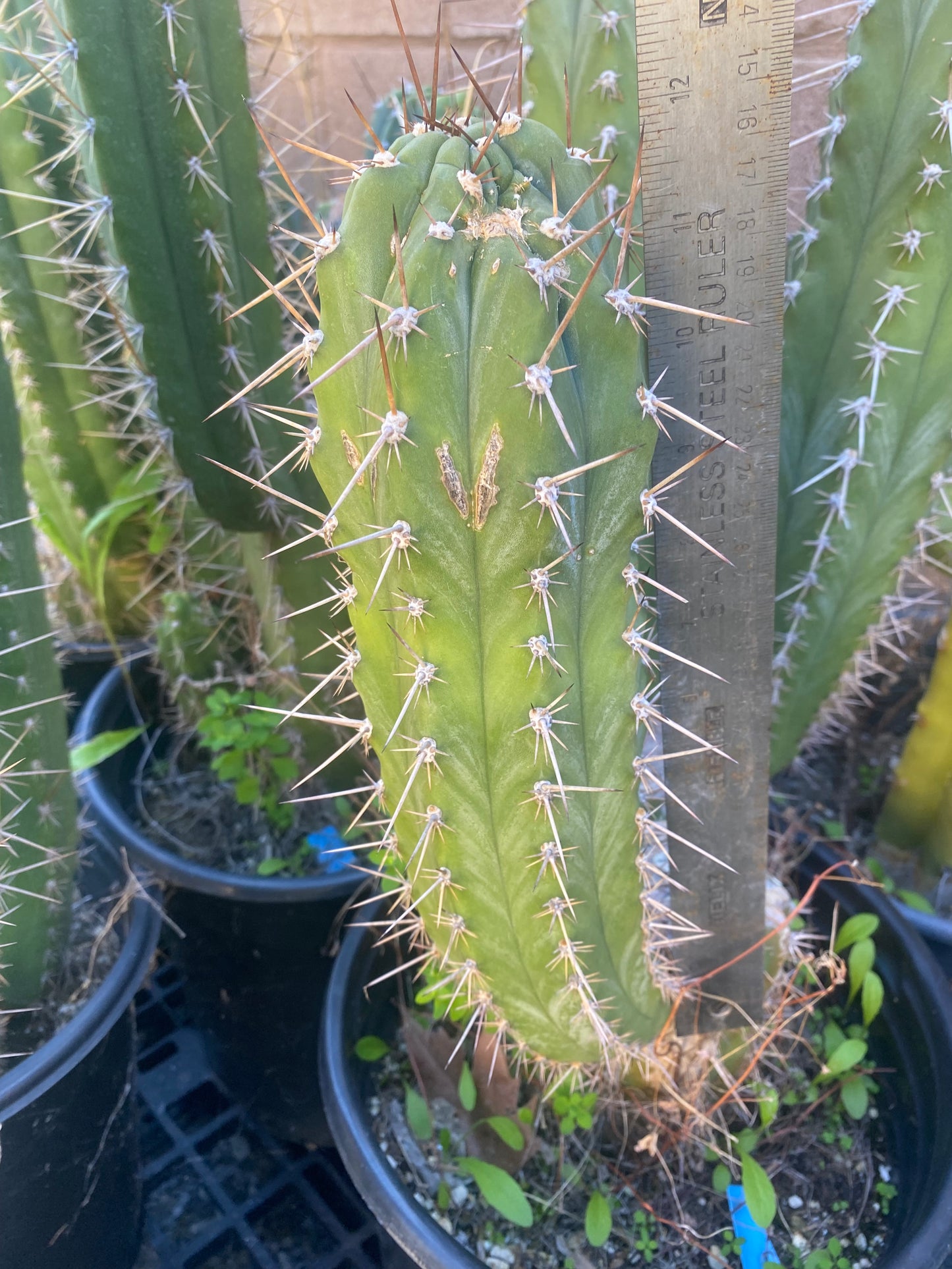 12” T. Pachanoi K.K. cutting