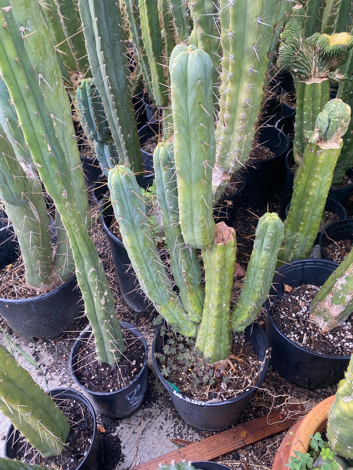 16” T. Bridgesii Bob Baker cutting B05