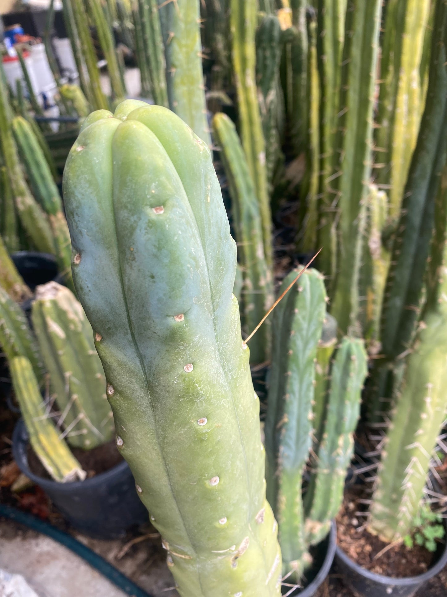 14” T. Bridgesii K.Knize cutting B07
