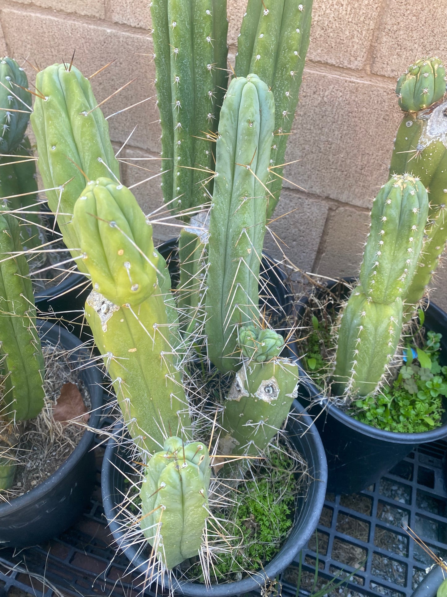 12 1/2” T. Bridgesii K.Knize cutting B07
