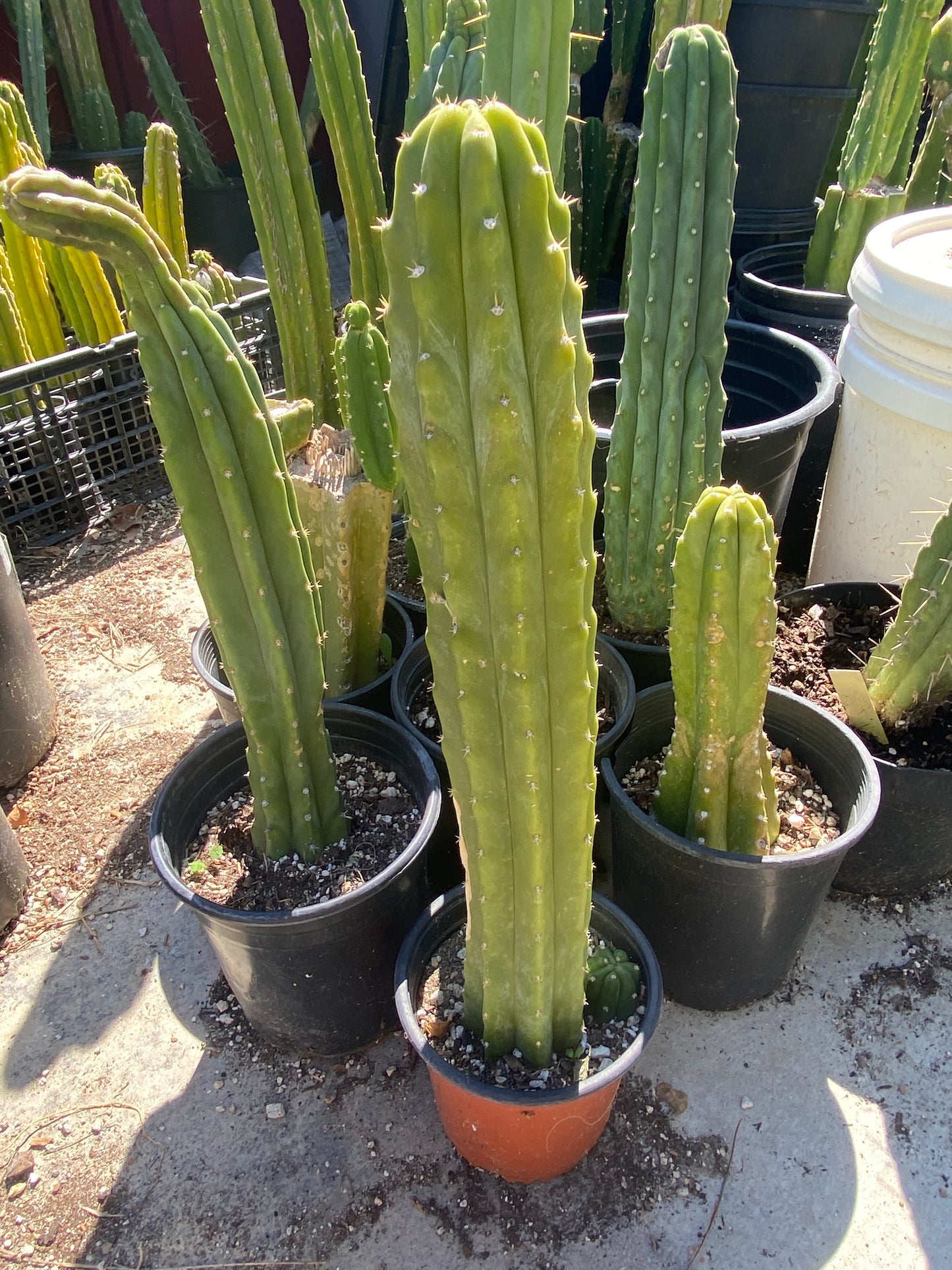 18” Rooted San Pedro with a pup