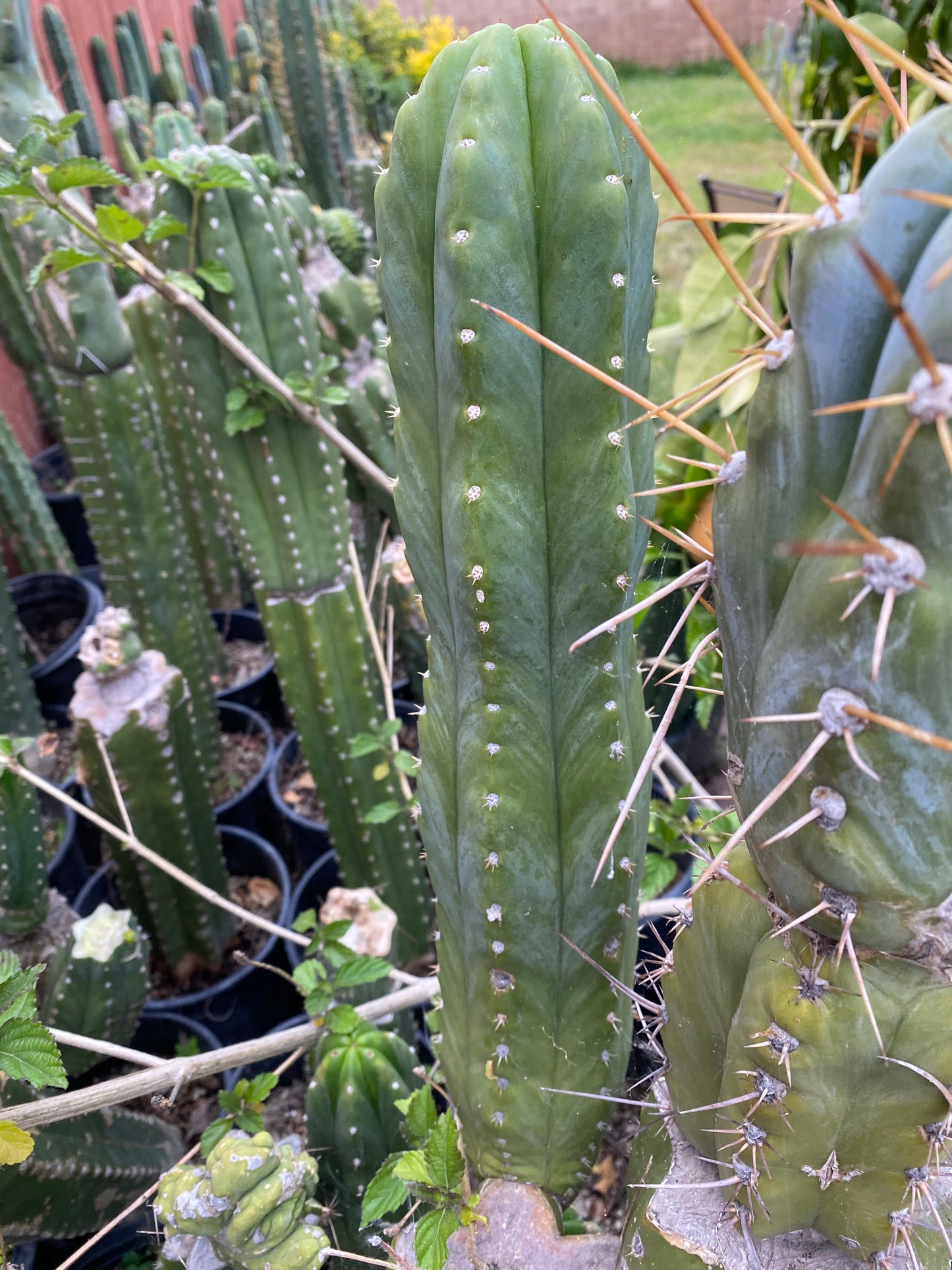 17” San Pedro top cutting
