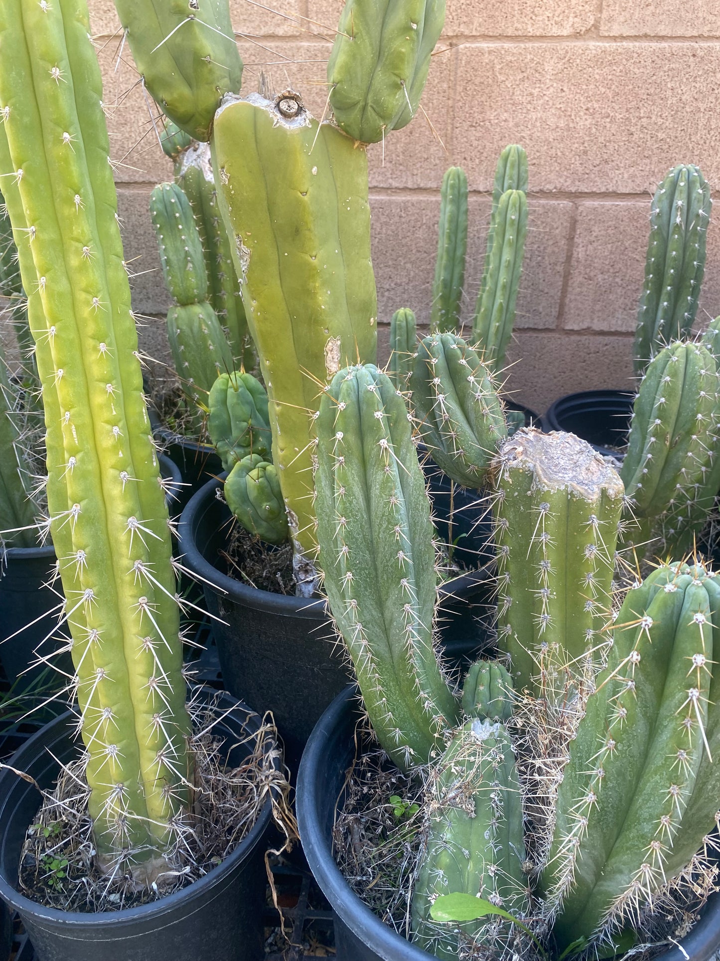 11” T. Pachanoi Matucana cutting