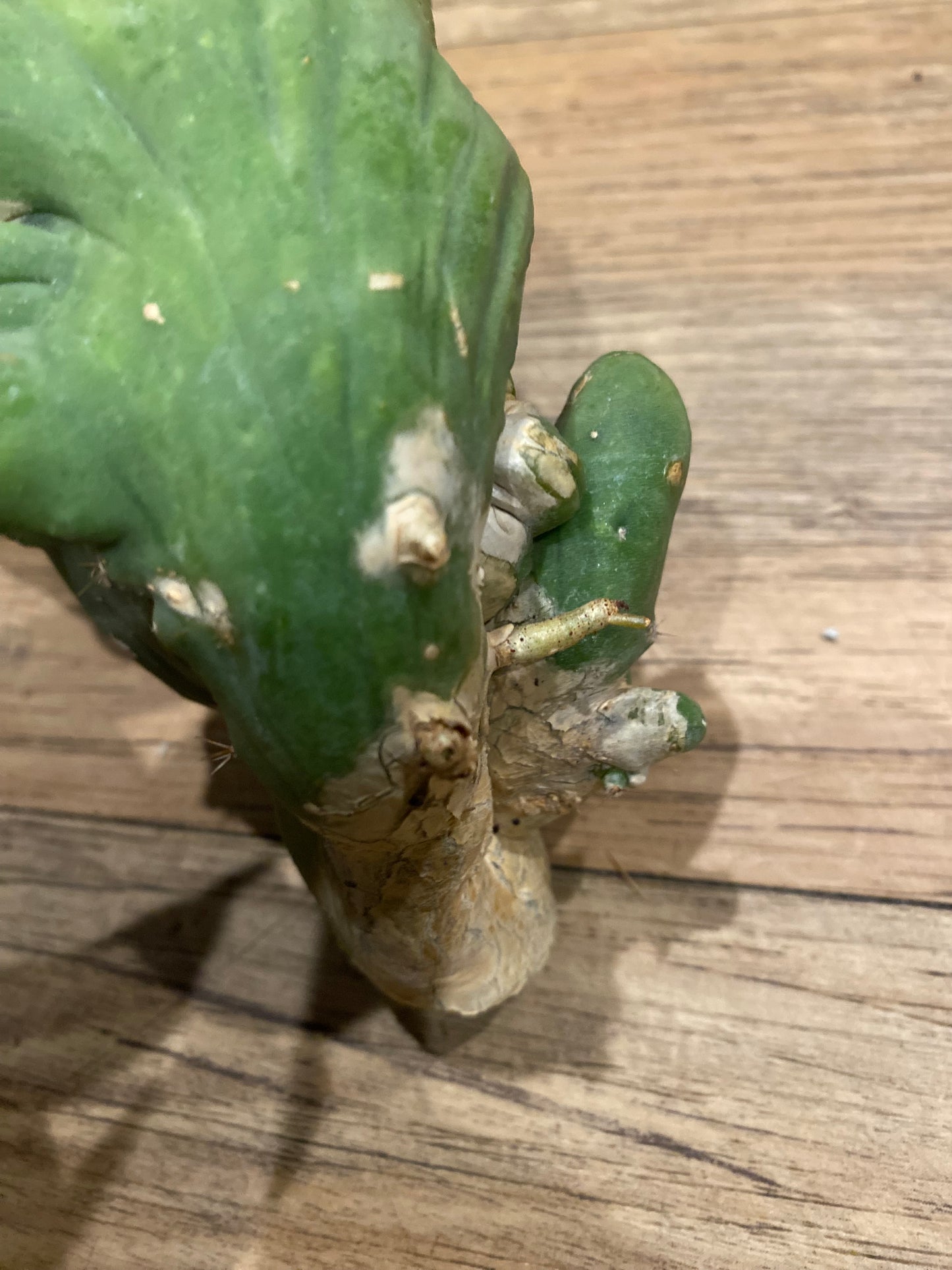 5 1/2” tall T. Bridgesii Monstrose Crest cutting with roots showing