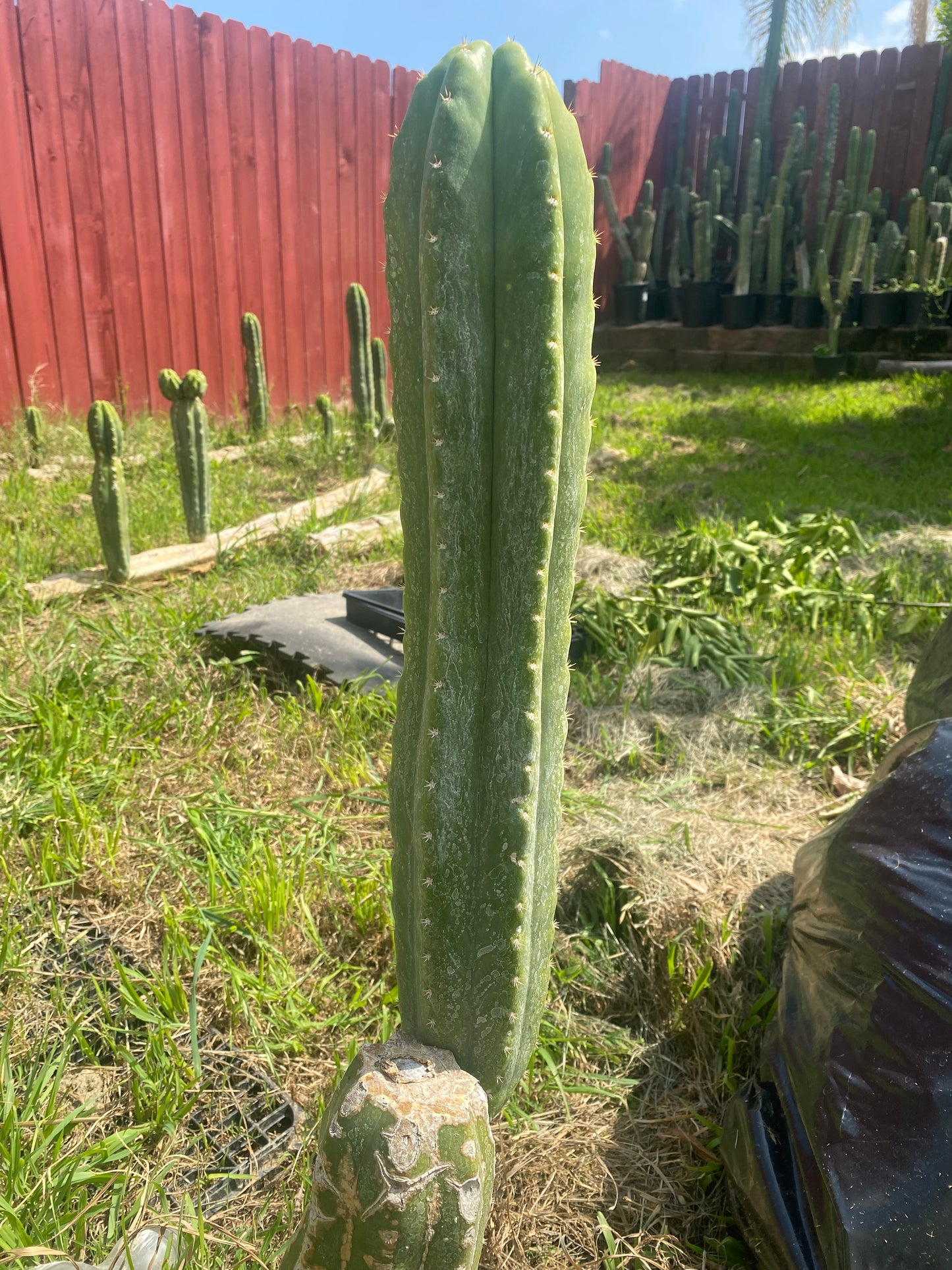 20” San Pedro top cutting