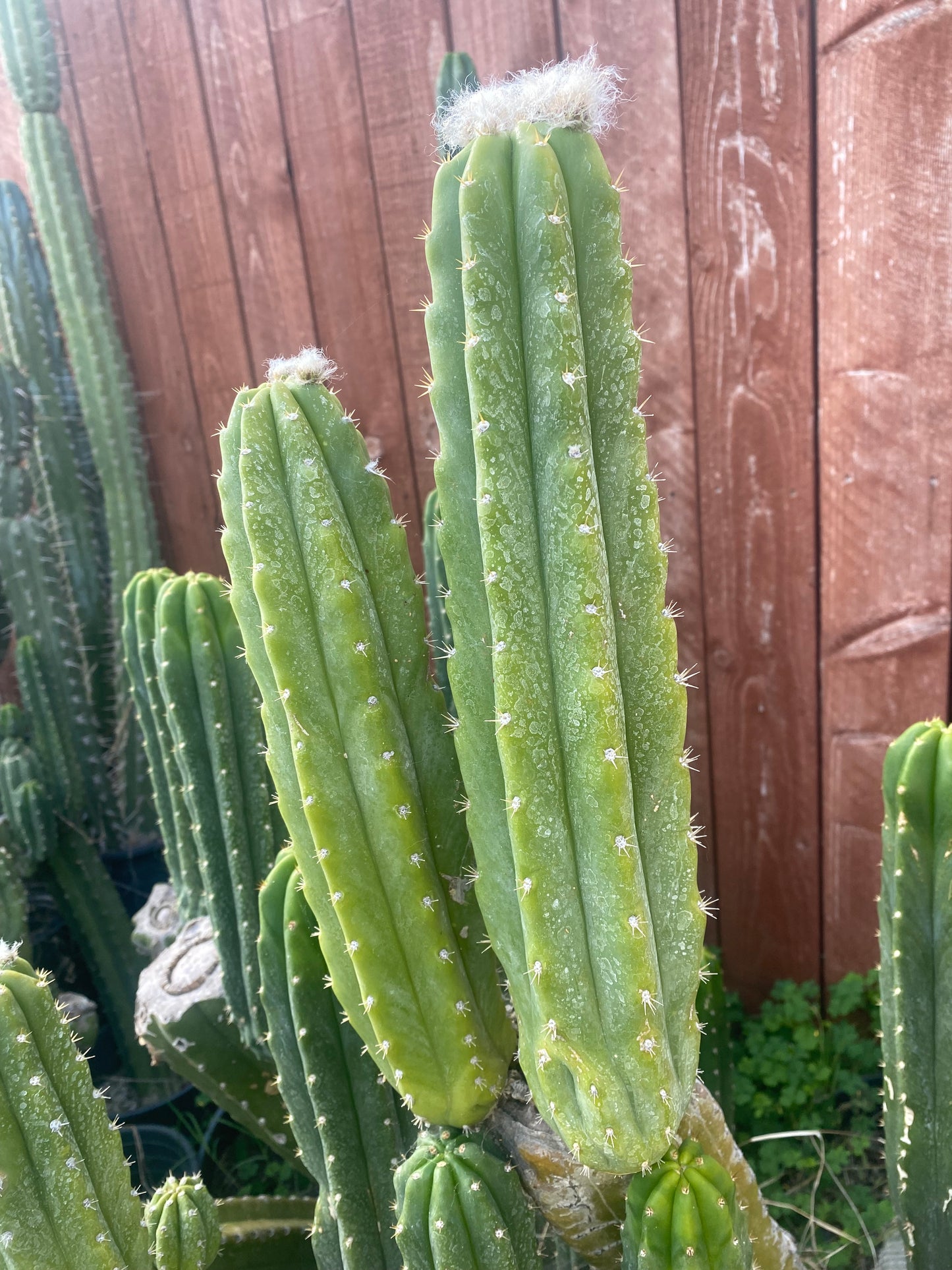14” San Pedro cutting flowering tip