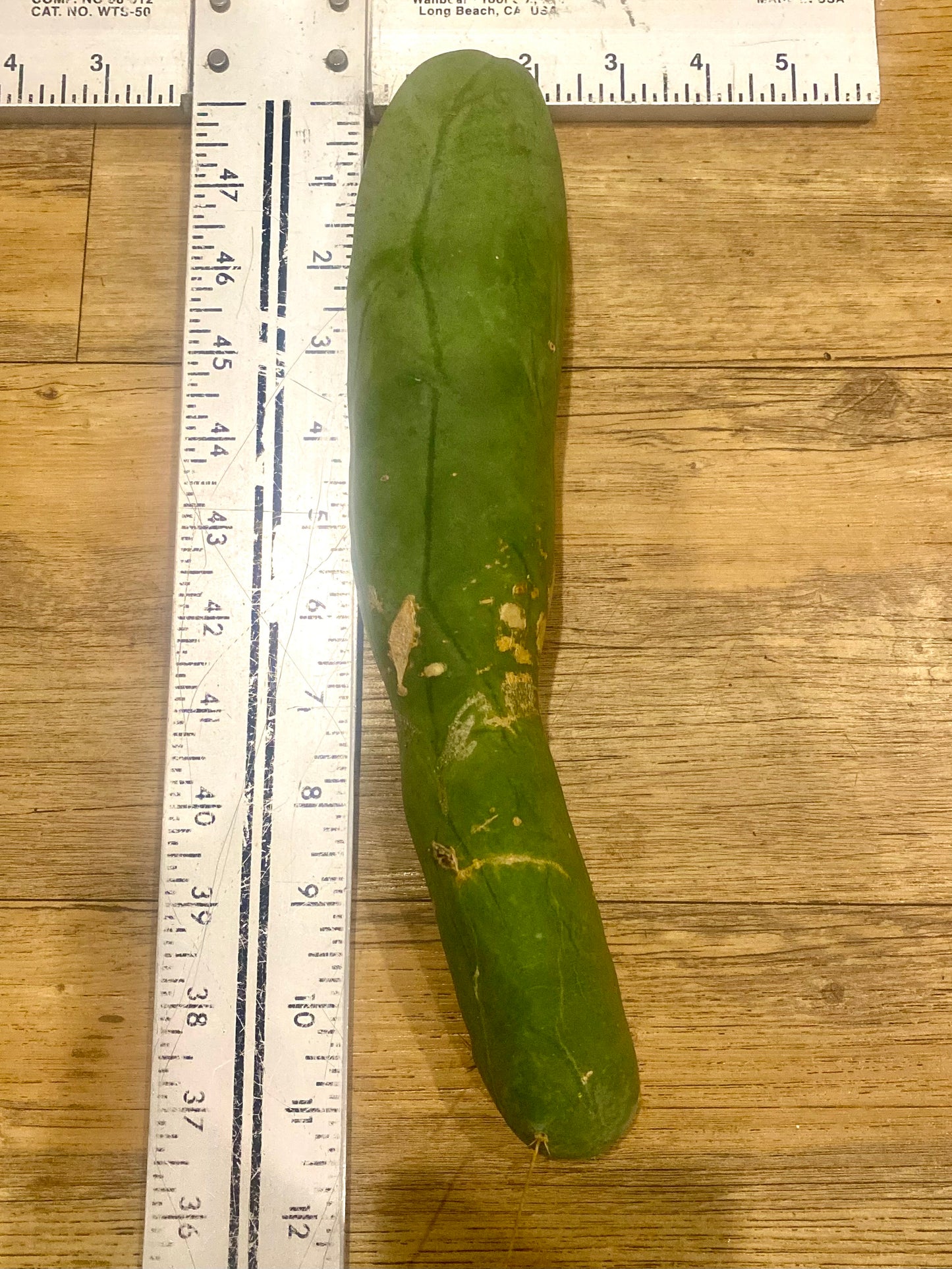 11” Bridgesii Monstrose Long or clone A cutting