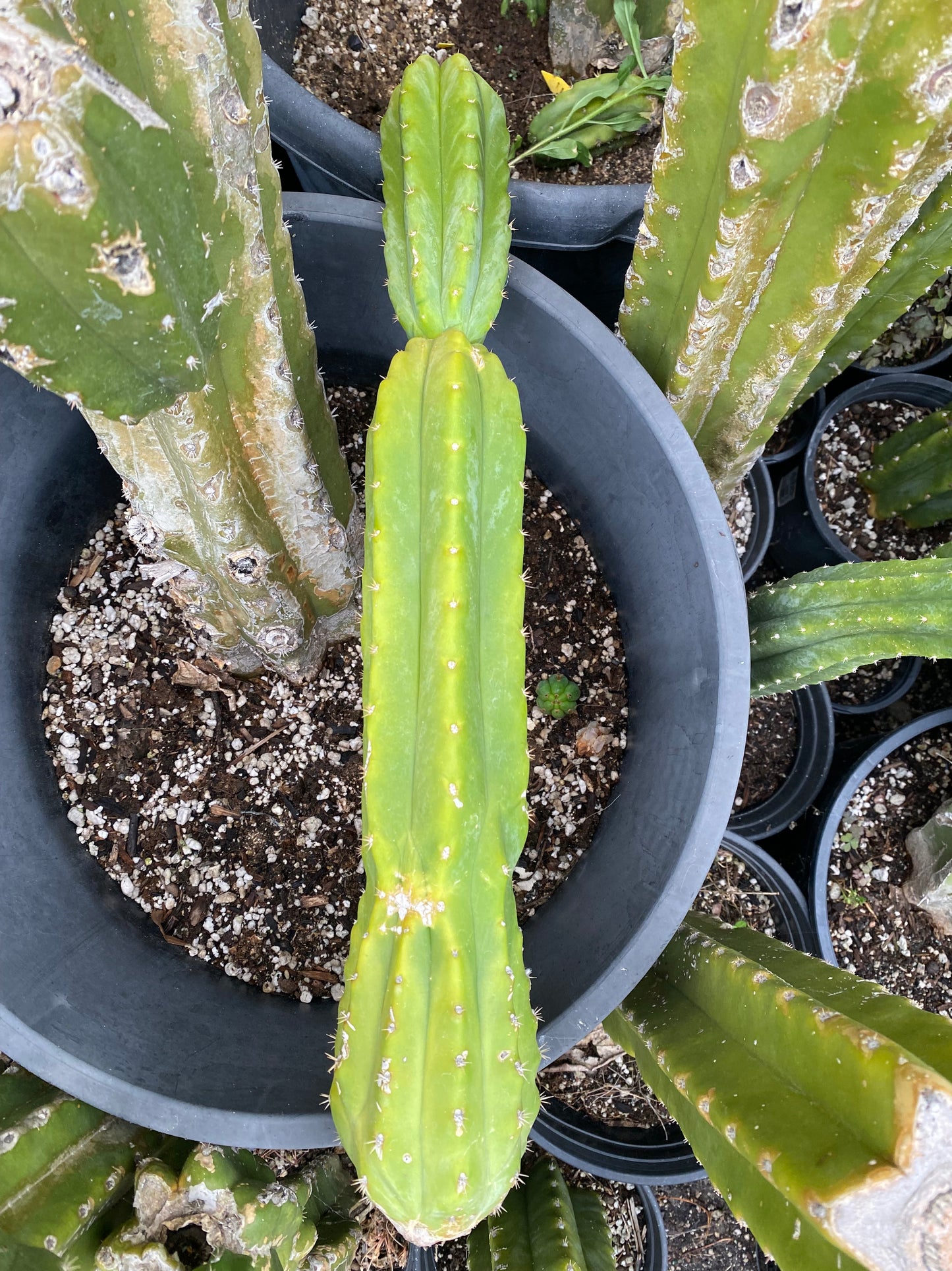 18” San Pedro top cutting