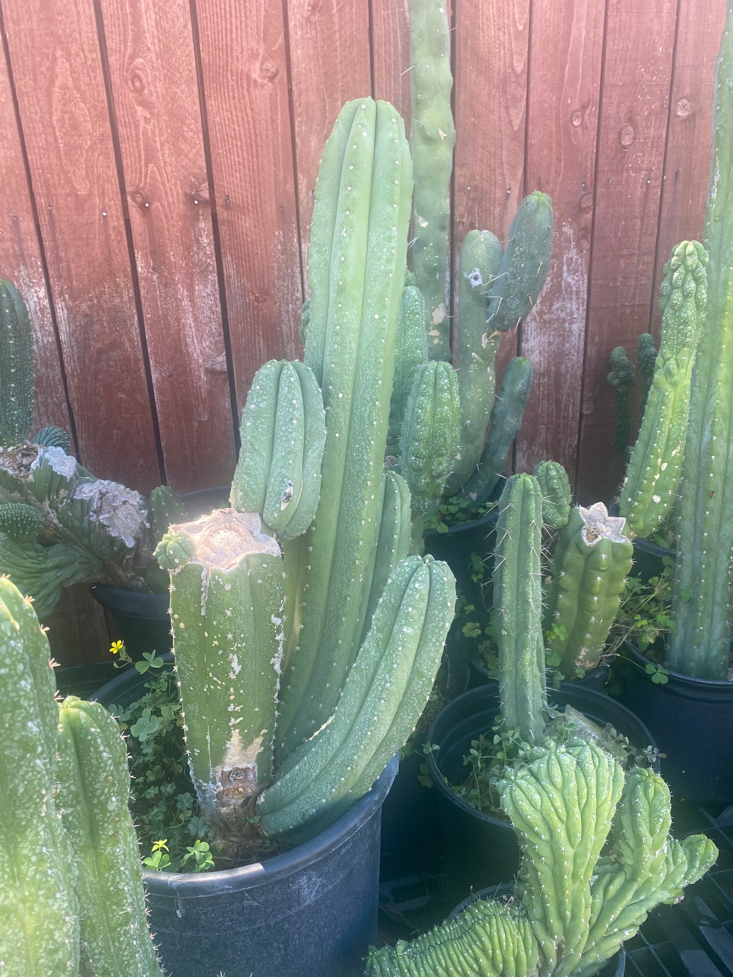 13” T. Pachanoi Cordobensis cutting
