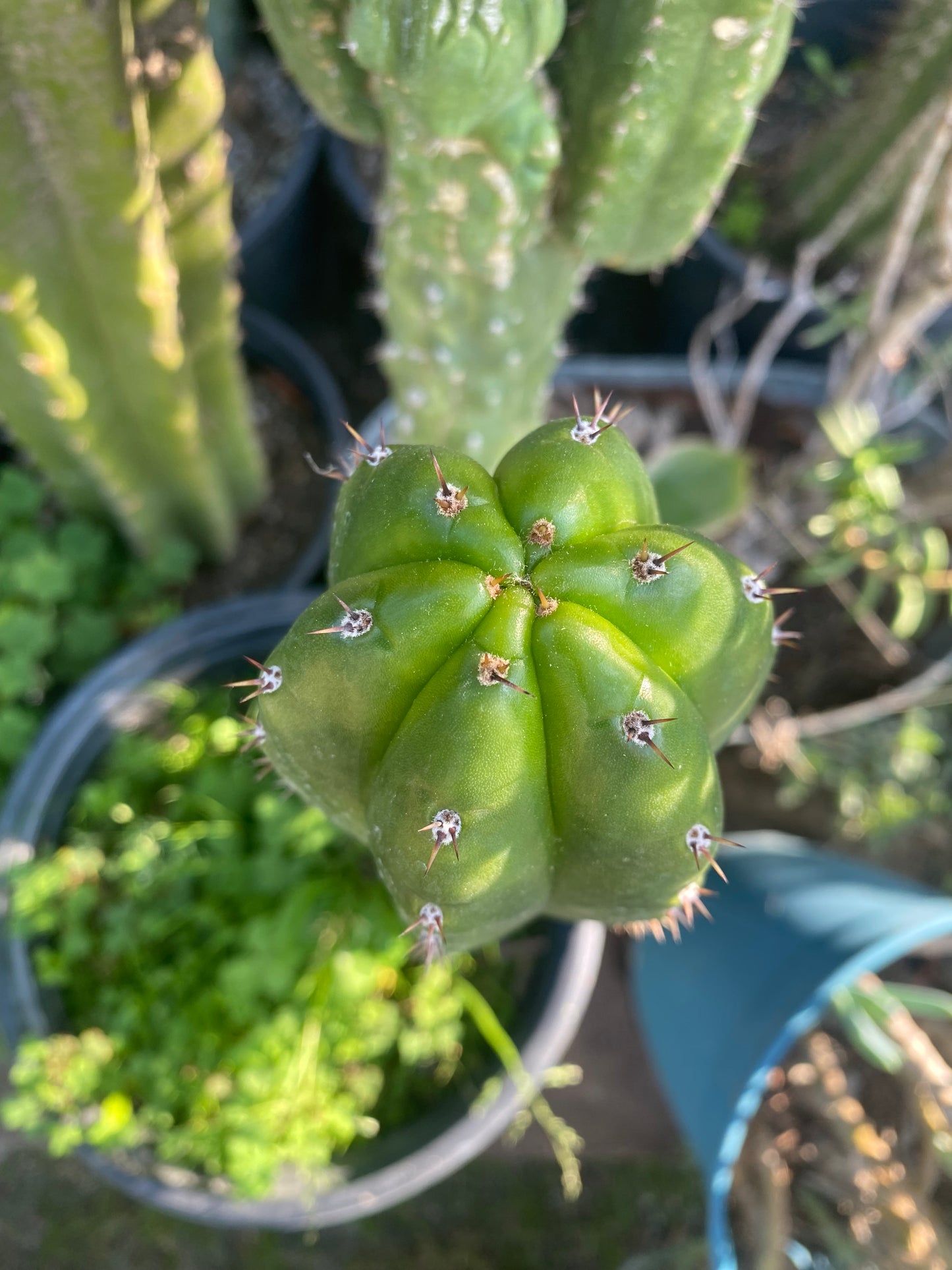 15” T. Pachanoi Monstrose Crest revert cutting