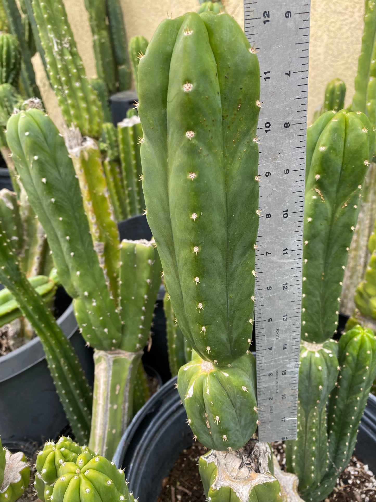 12” San Pedro top cutting