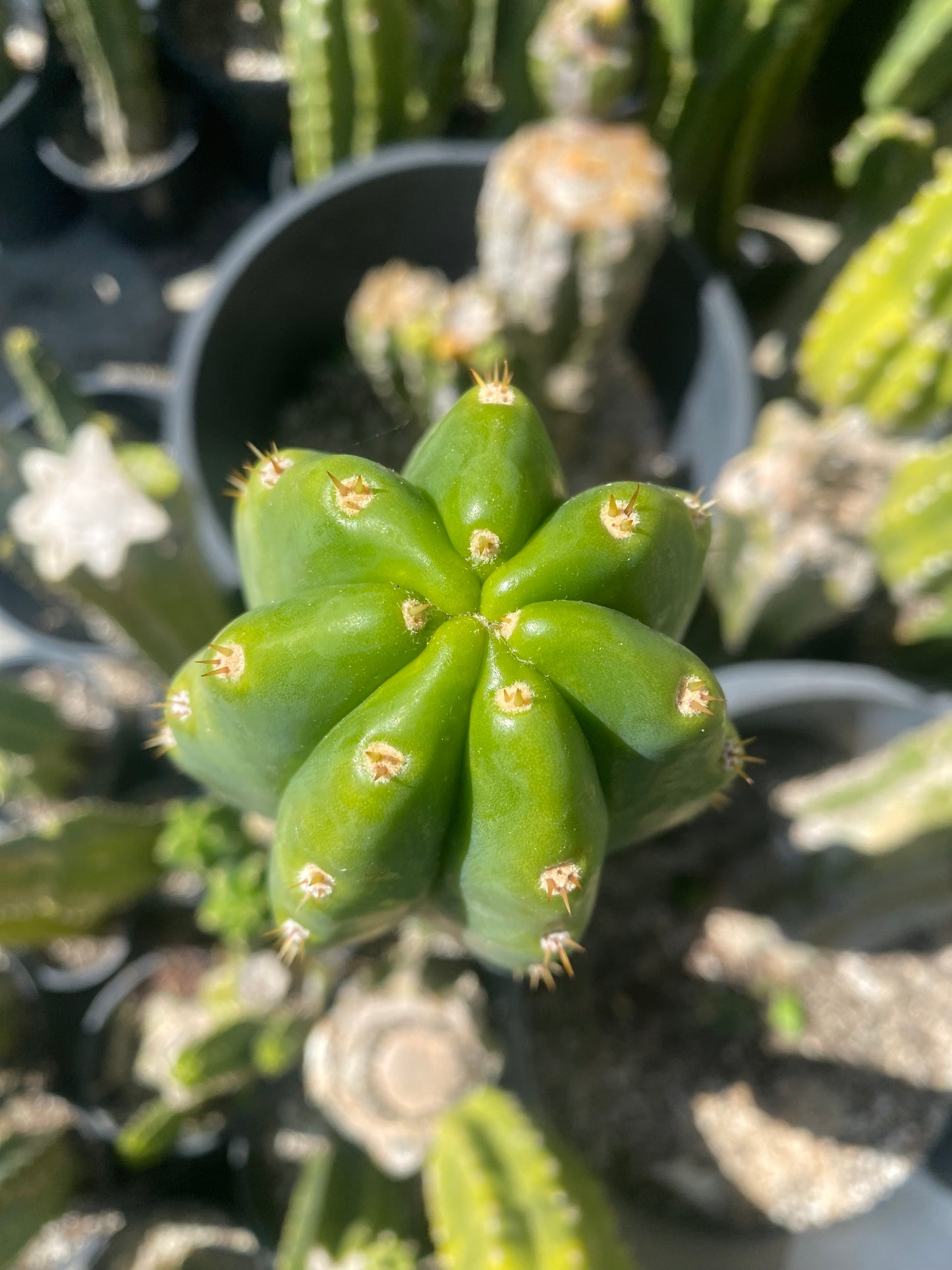 14 1/2” San Pedro top cutting flowering tip