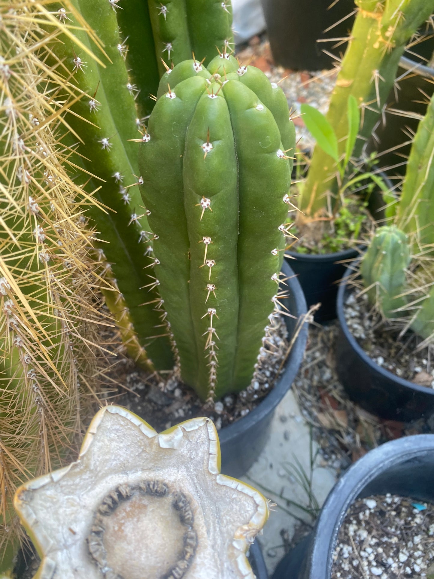 14 1/2” T. Pachanoi Monstrose Crest revert cutting