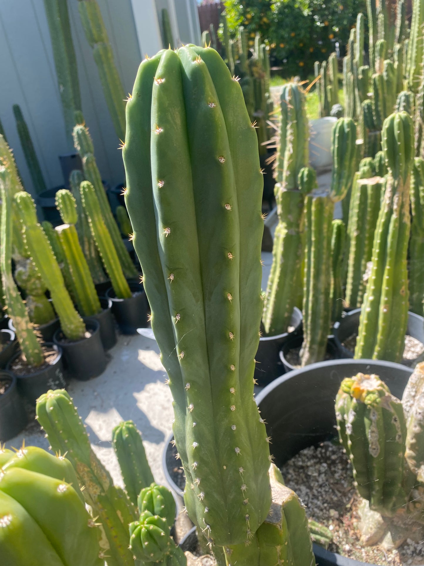 14 1/2” San Pedro top cutting flowering tip