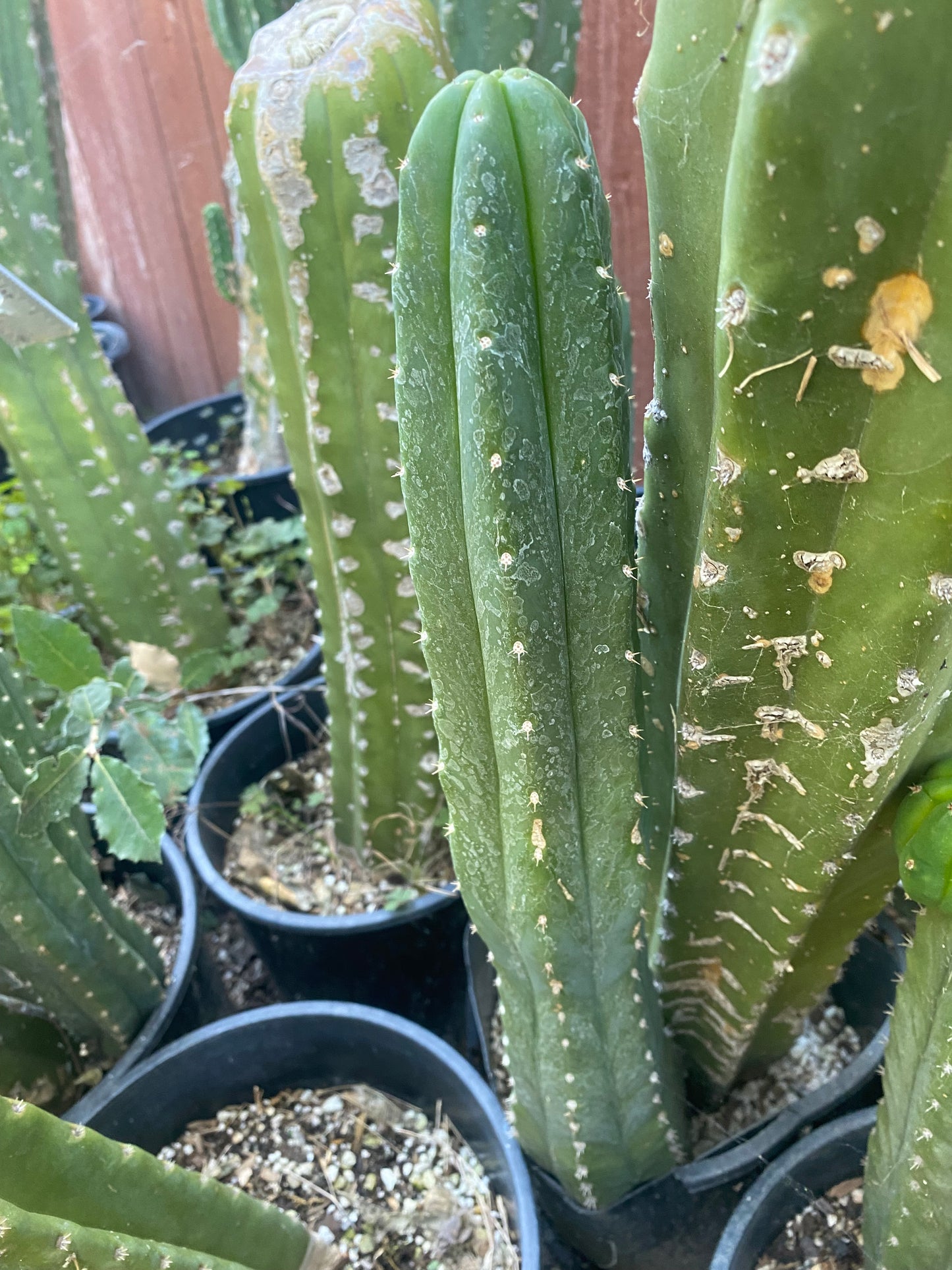 22” San Pedro top cutting