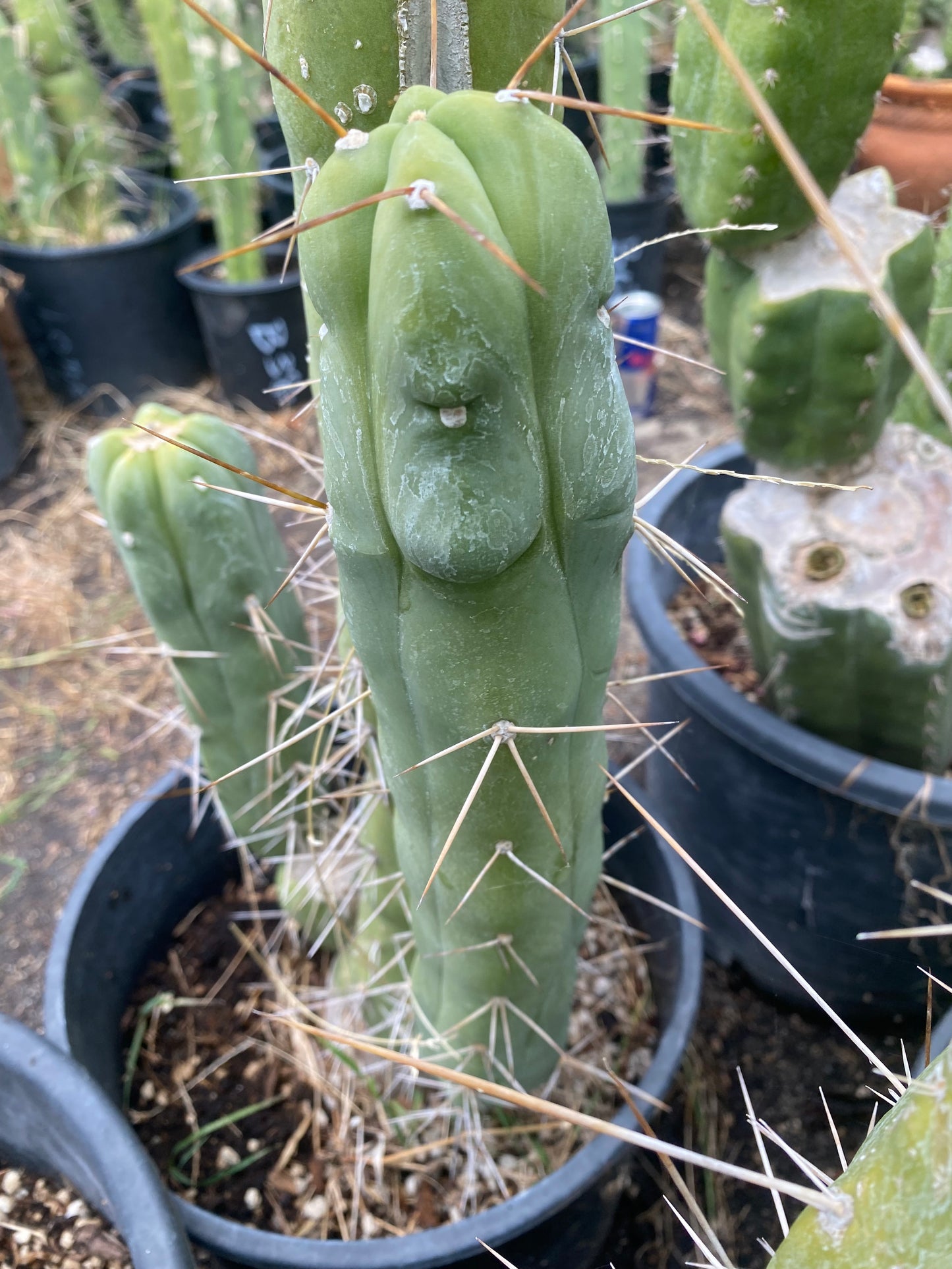 14 1/2” T. Bridgesii Monstrose Melted Wax like cutting