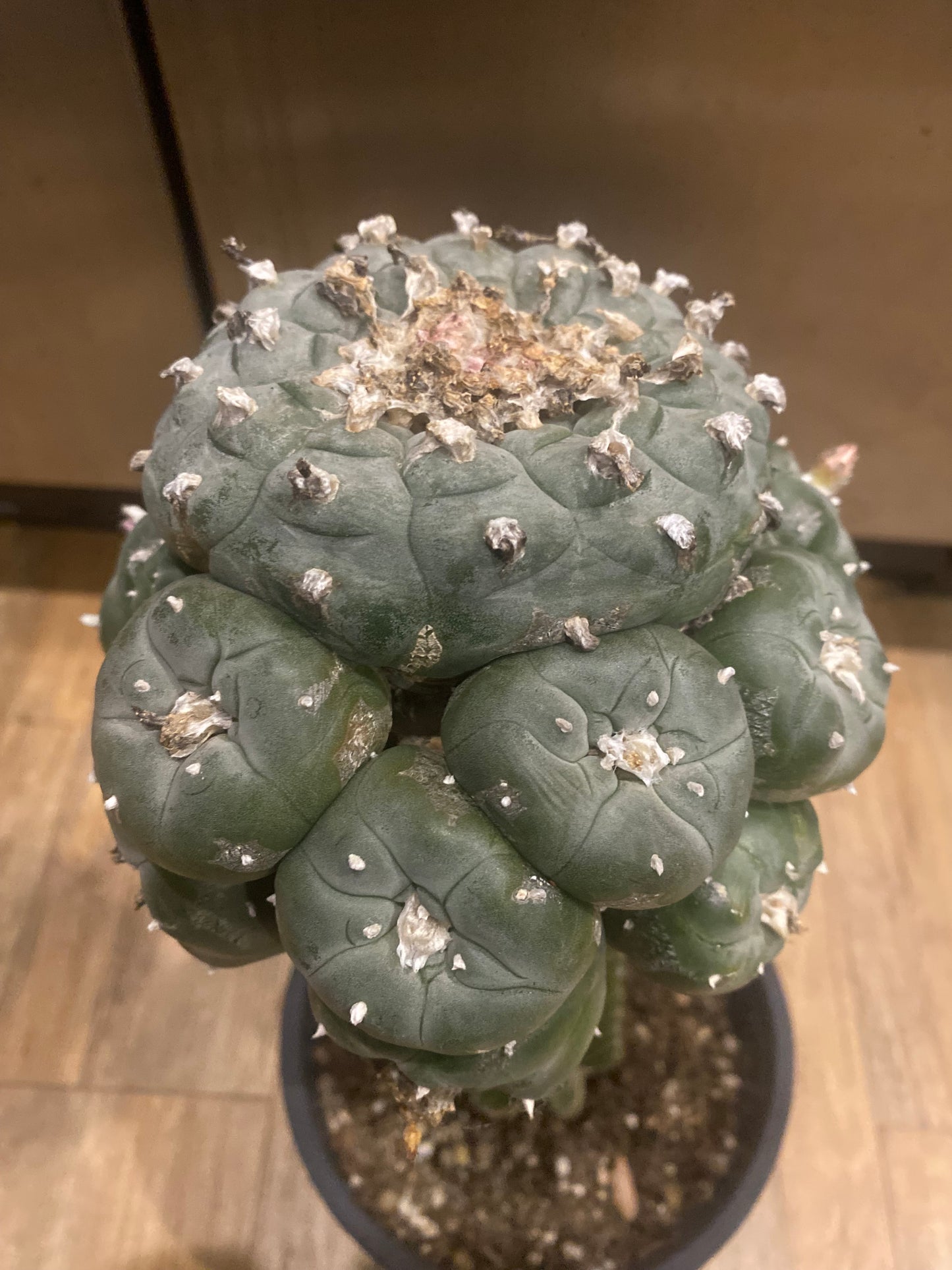 1.69” Grafted L Matucana Madisorium W