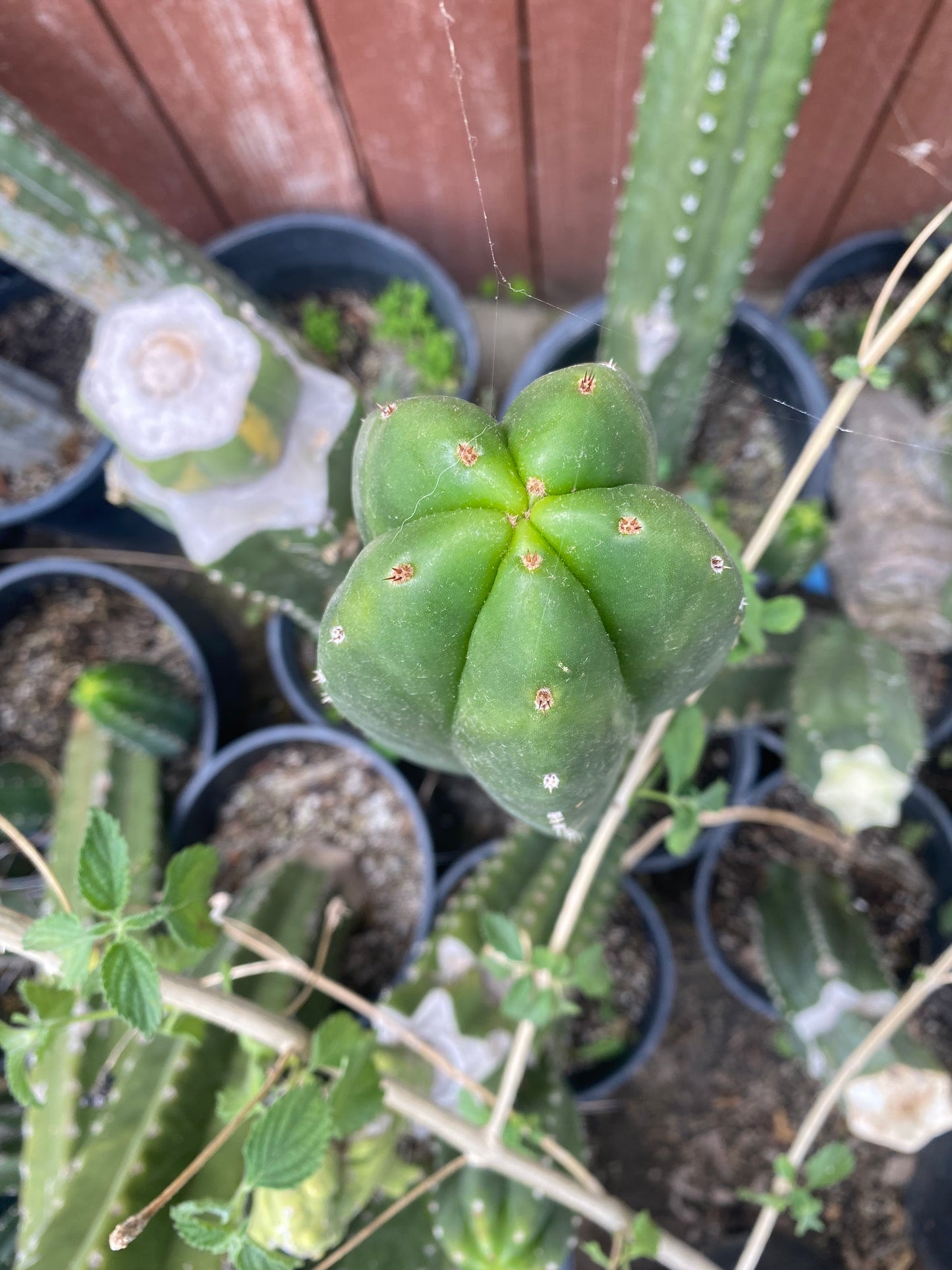 13” T. Scopulicola cutting
