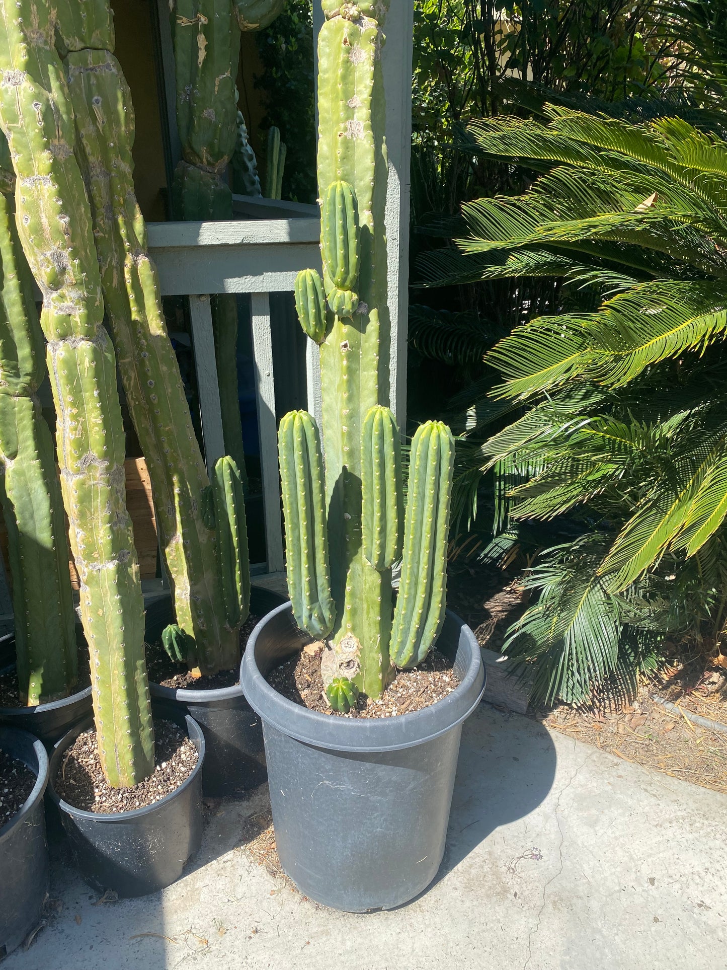 16 1/2” San Pedro top cutting