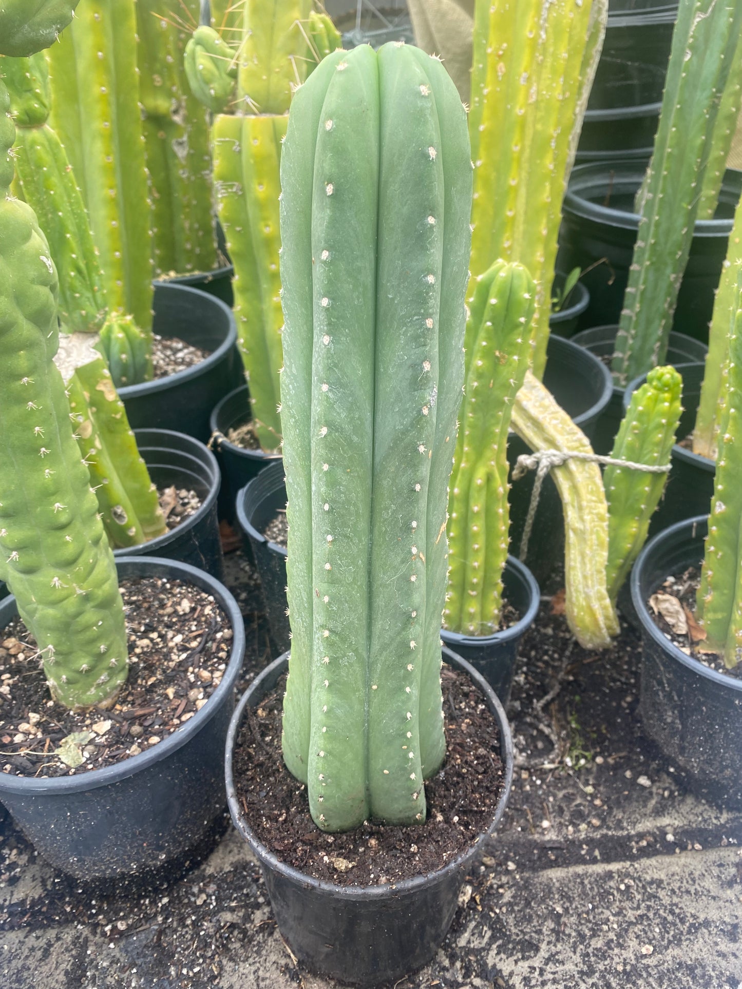 18” T. Pachanoi Cordobensis cutting