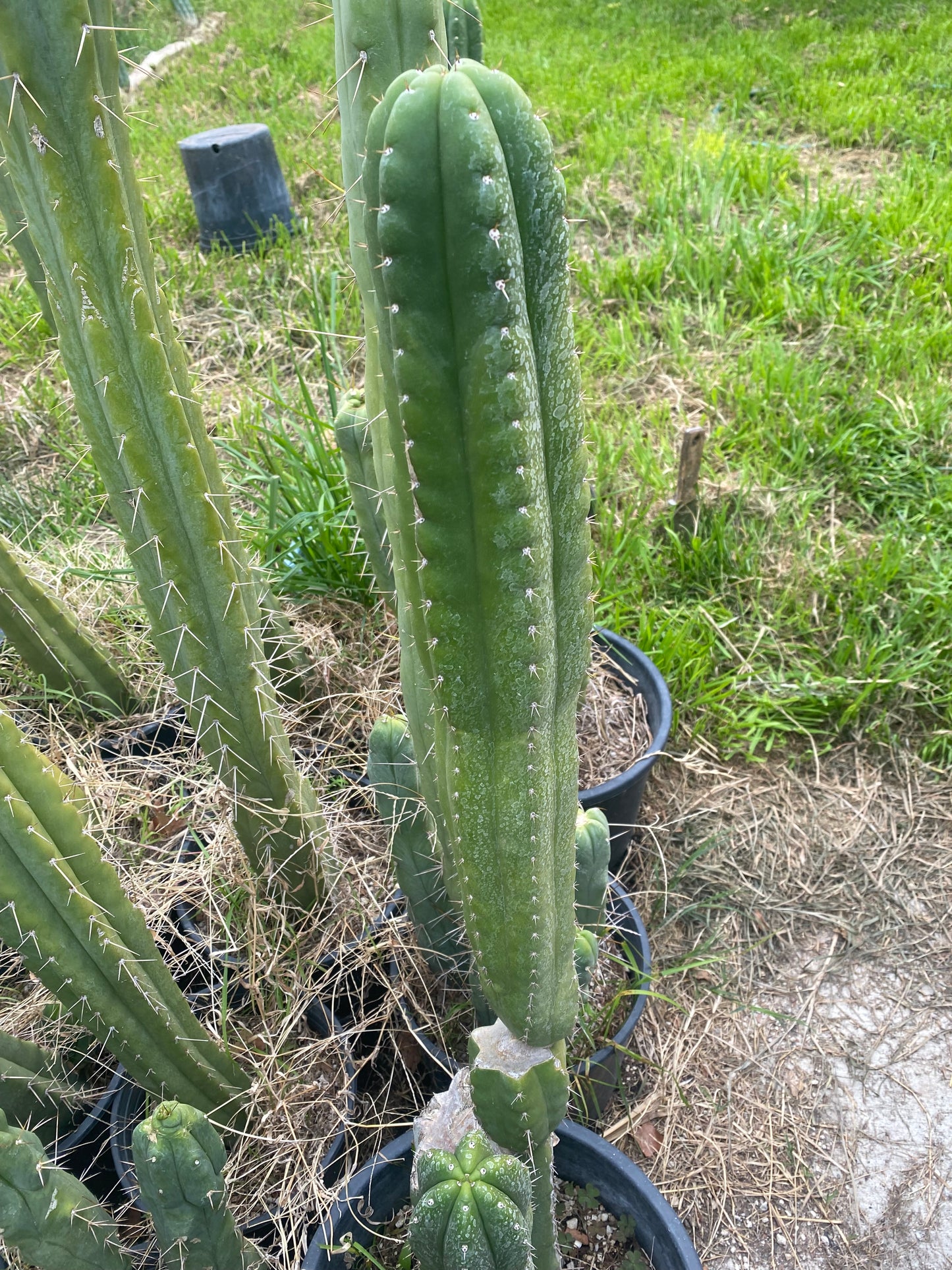 24” T. Pachanoi Monstrose Crest revert cutting