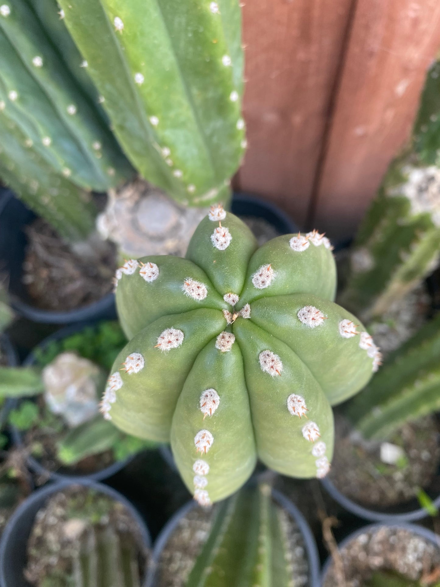 10” T. Zed’s Scopulicola cutting