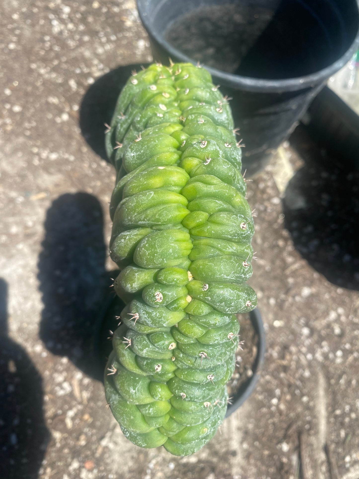T. Pachanoi Monstrose Crest cutting