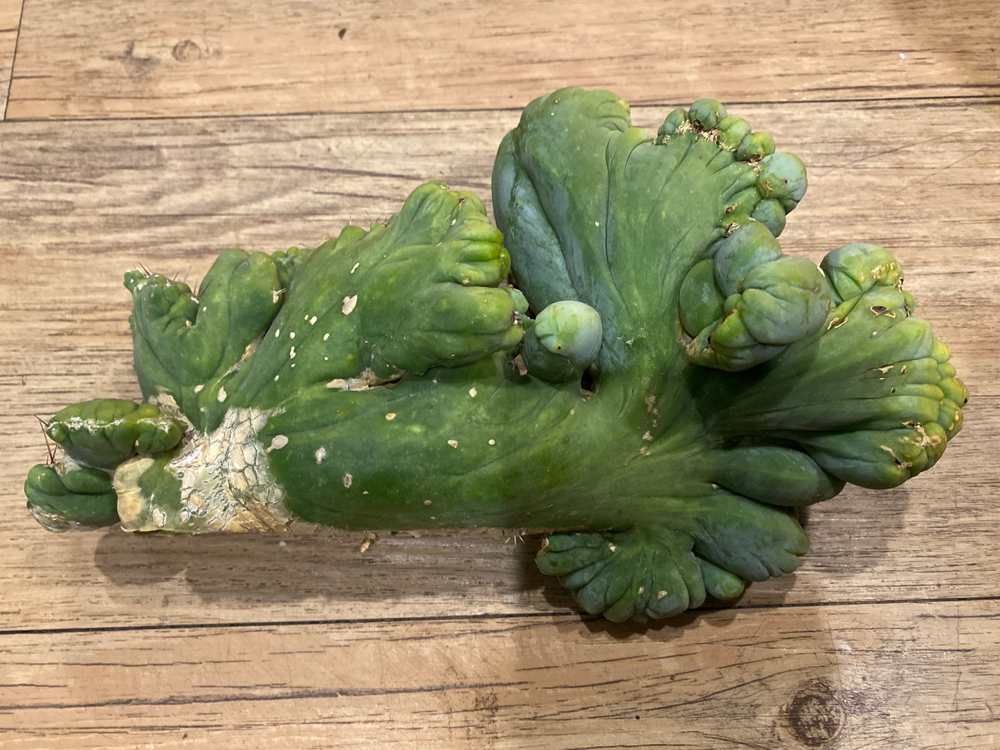 9” wide T. Bridgesii Monstrose Crest cutting with roots showing