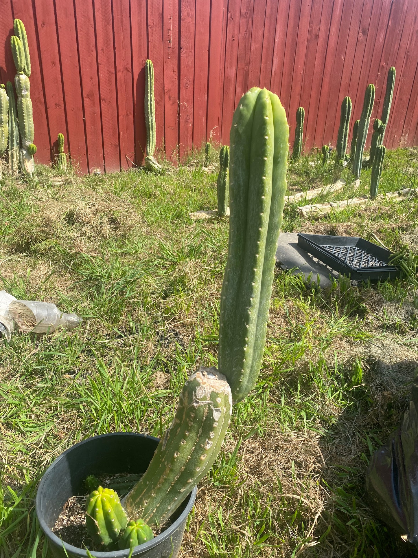 20” San Pedro top cutting